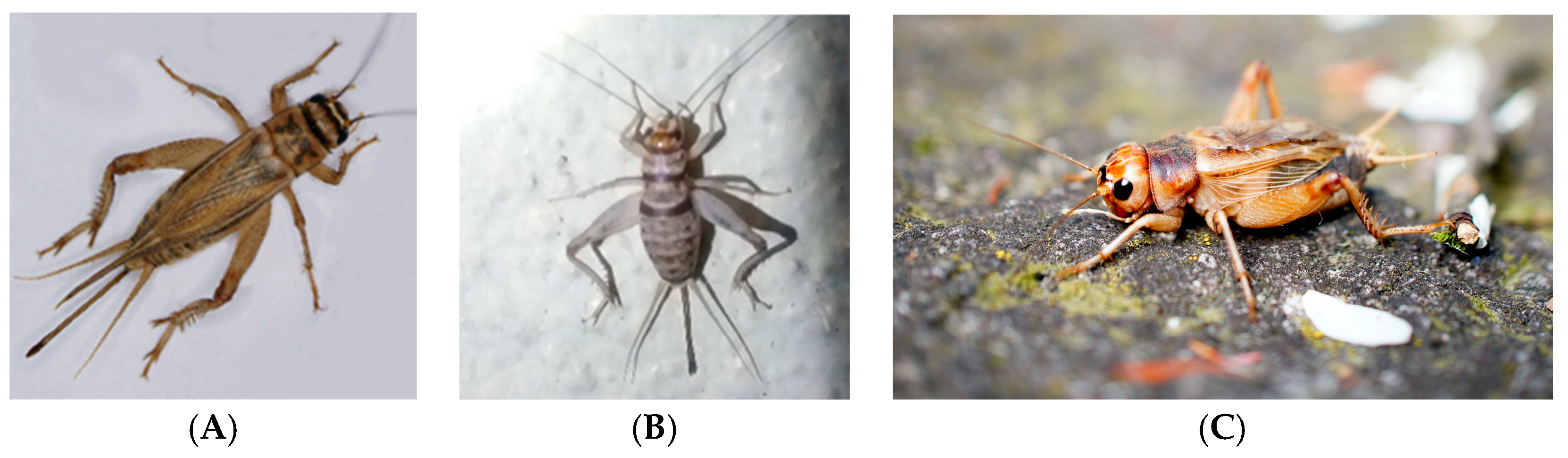 Vetsci 12 00012 g001