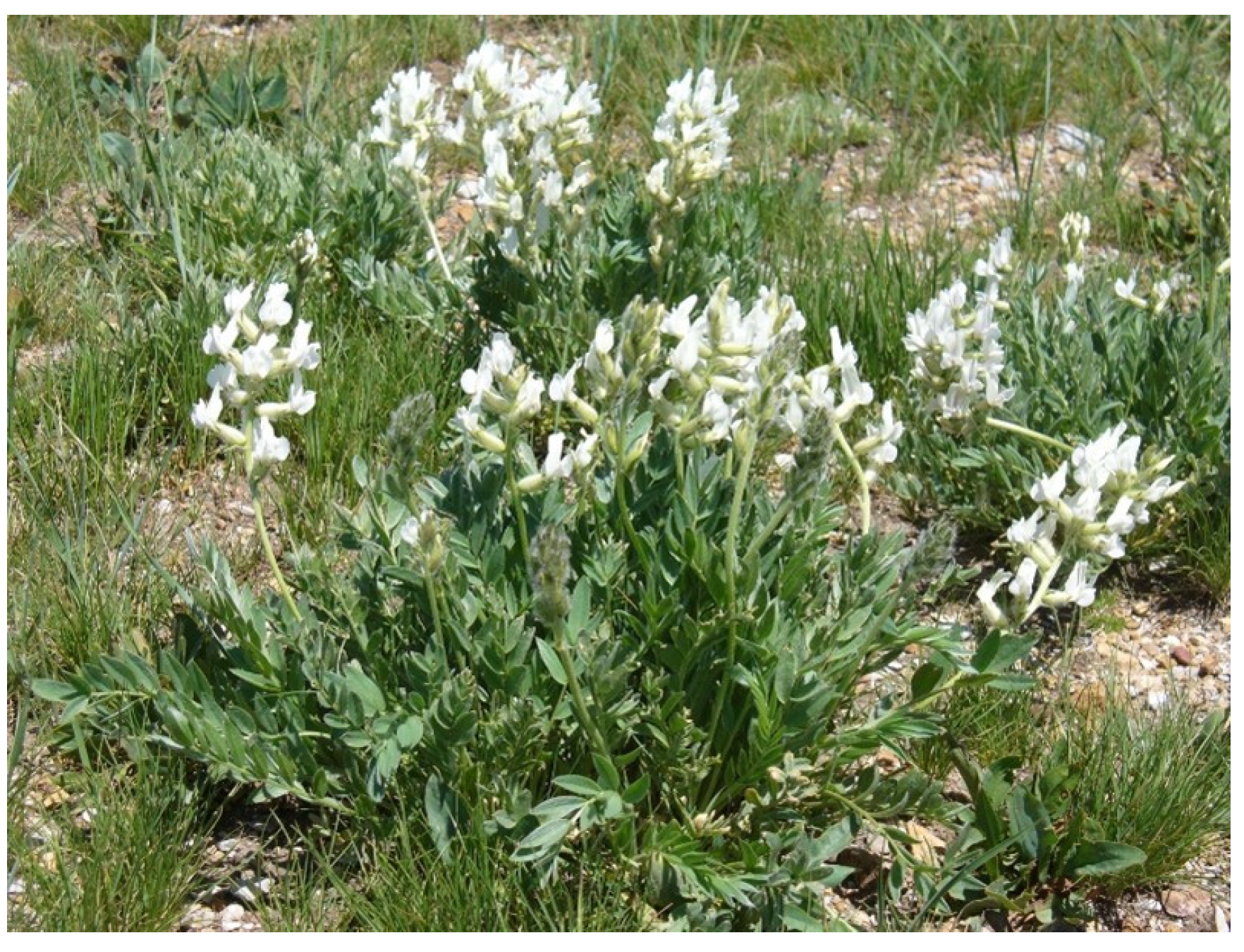 Vetsci 12 00013 g001