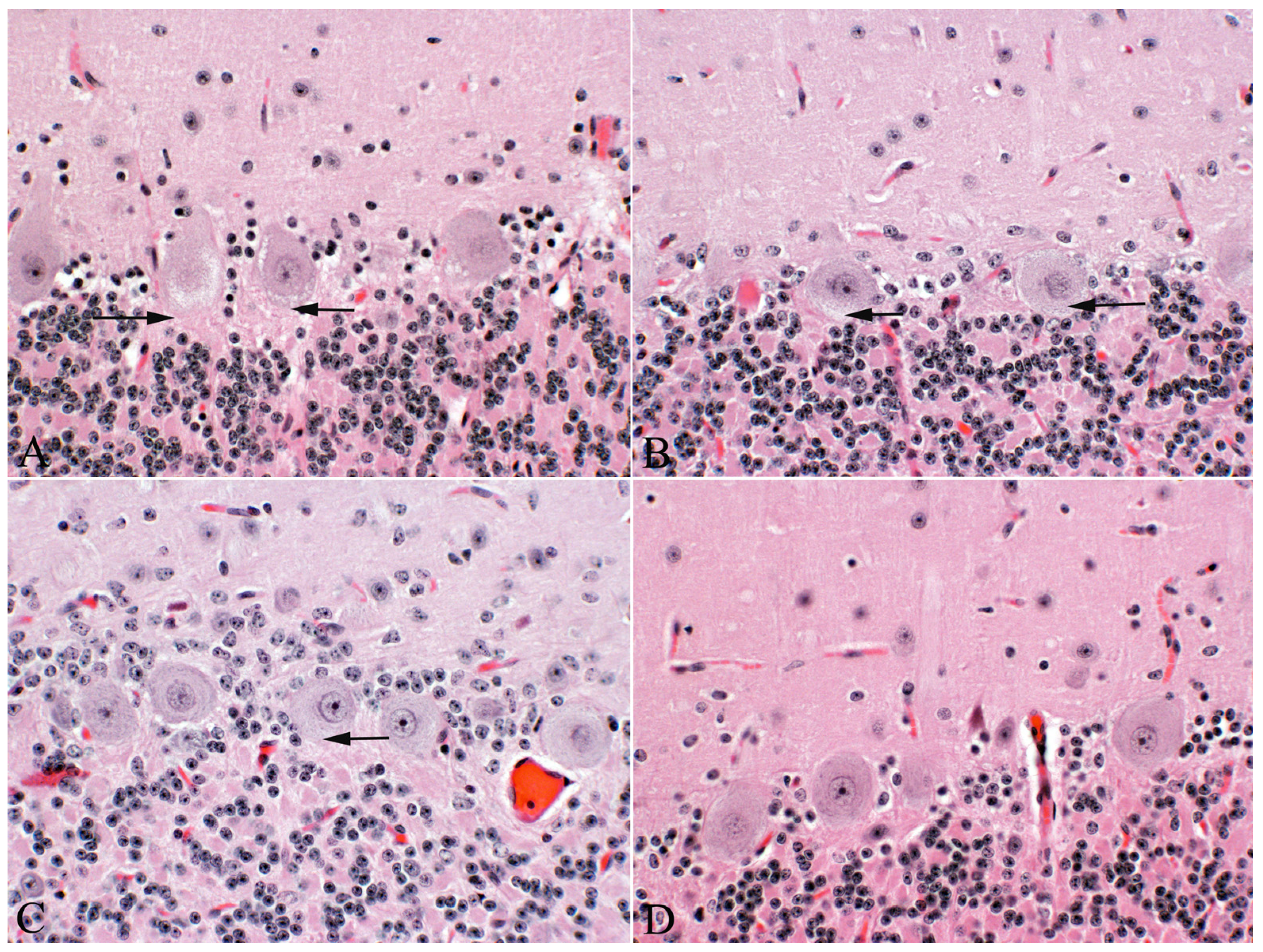 Vetsci 12 00013 g002
