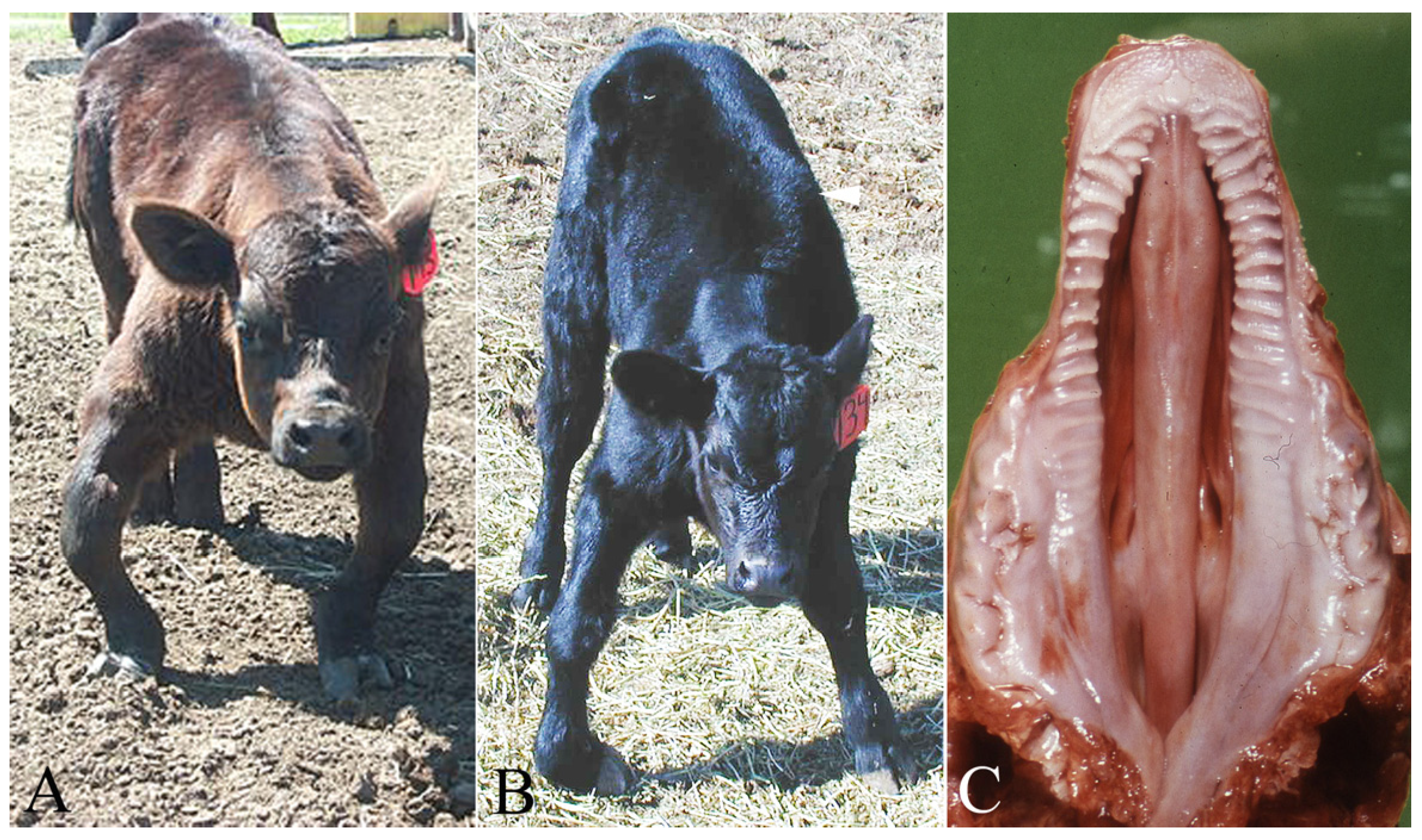 Vetsci 12 00013 g005