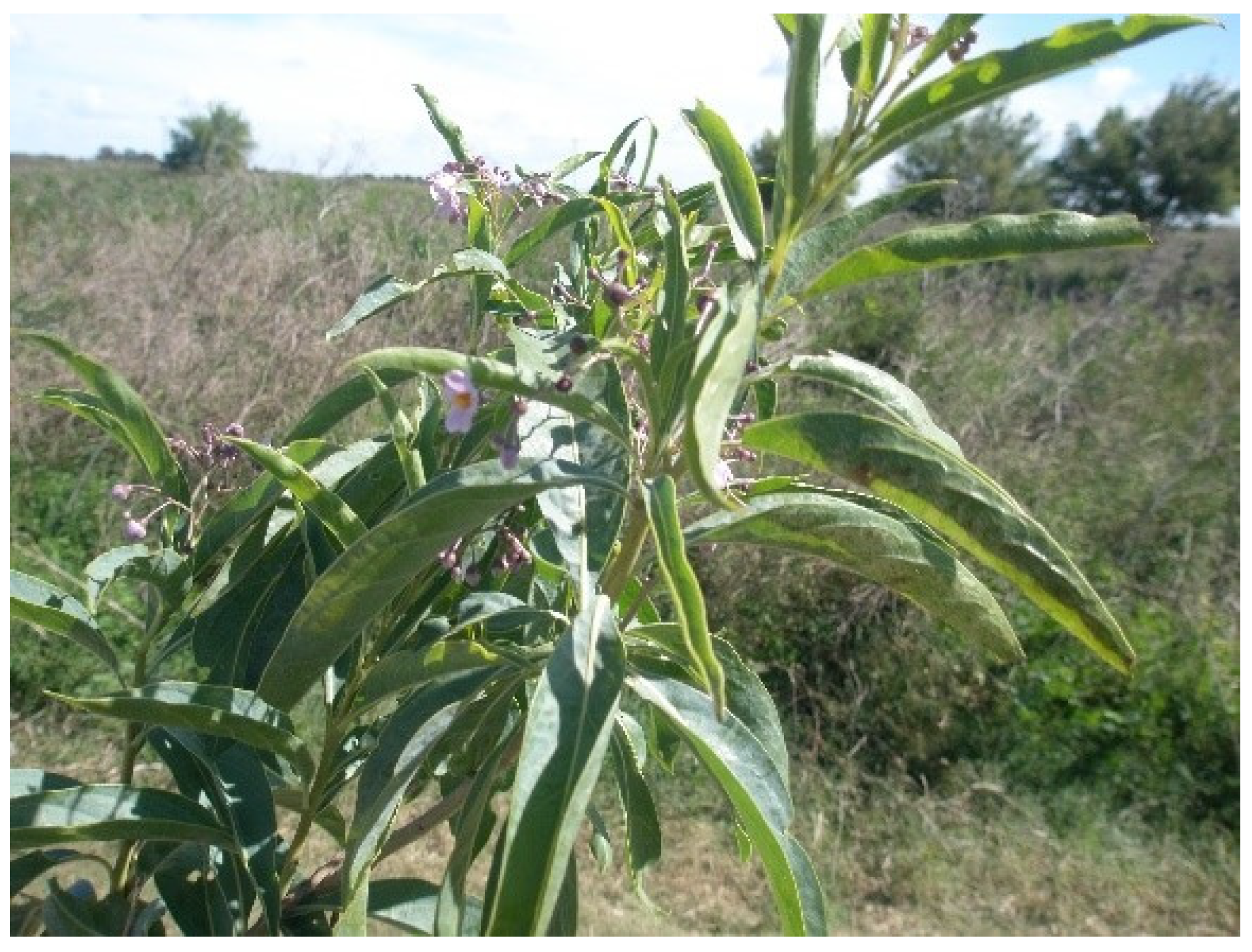 Vetsci 12 00013 g007