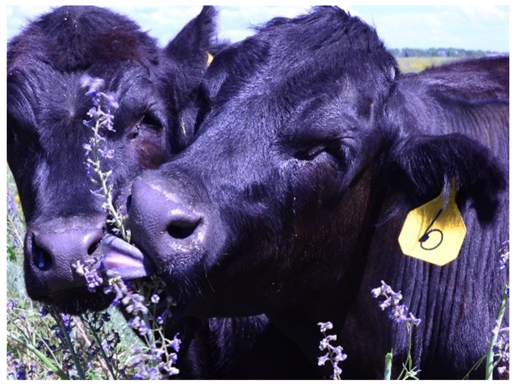 Vetsci 12 00013 g009