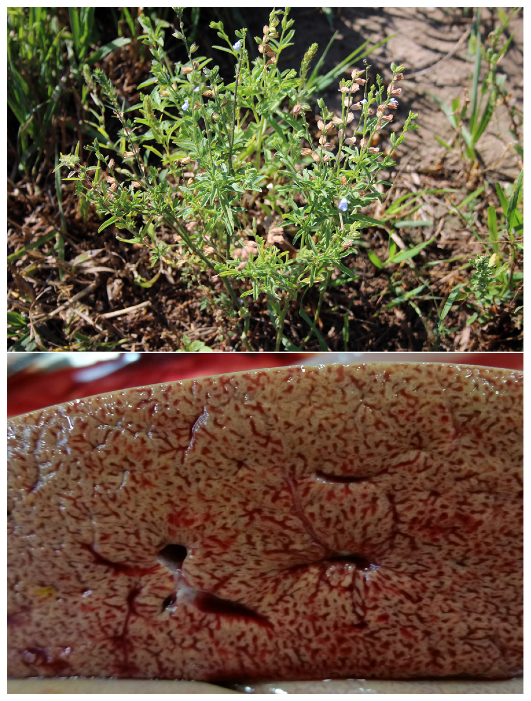 Vetsci 12 00013 g010