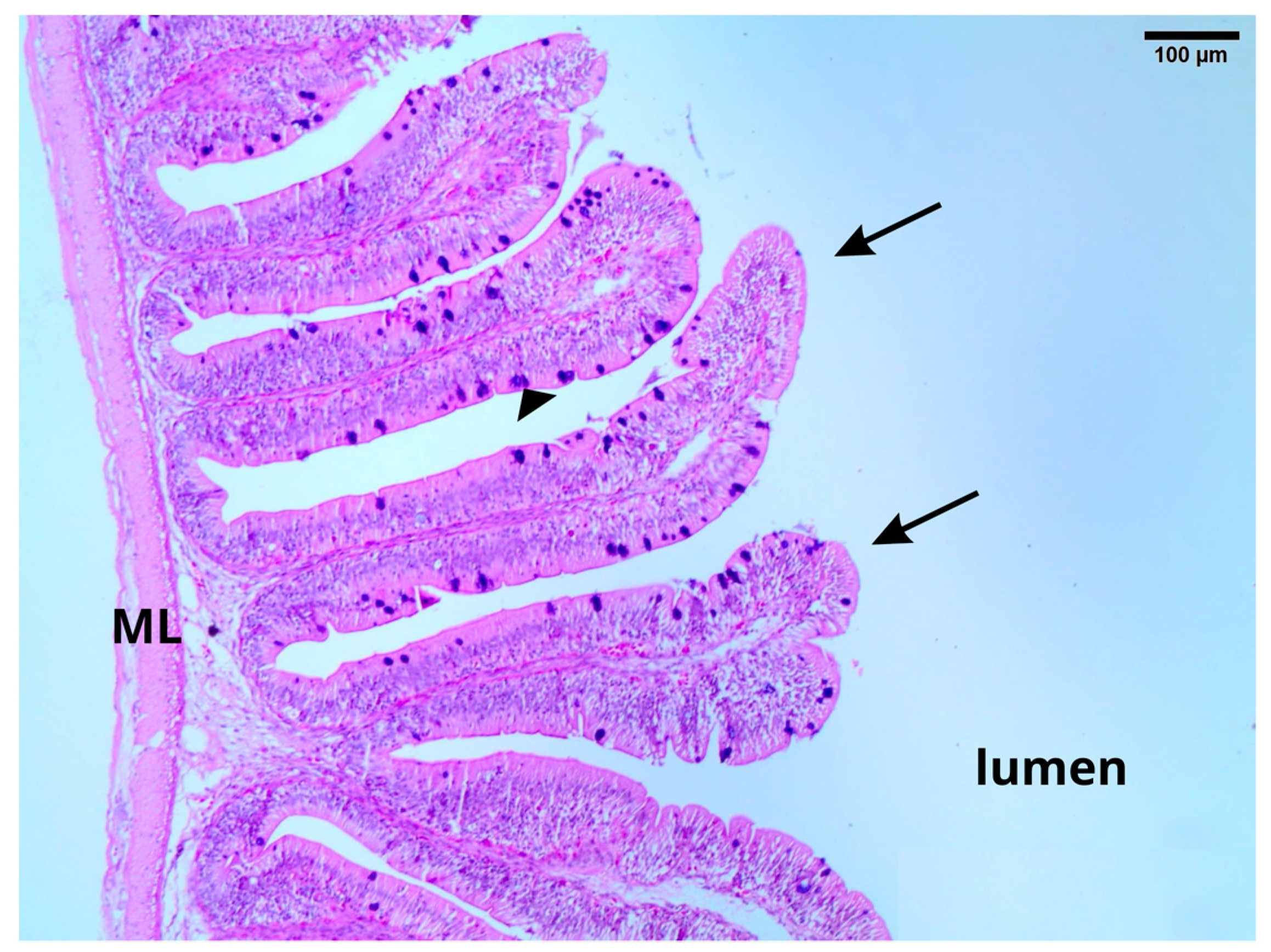 Vetsci 12 00015 g002