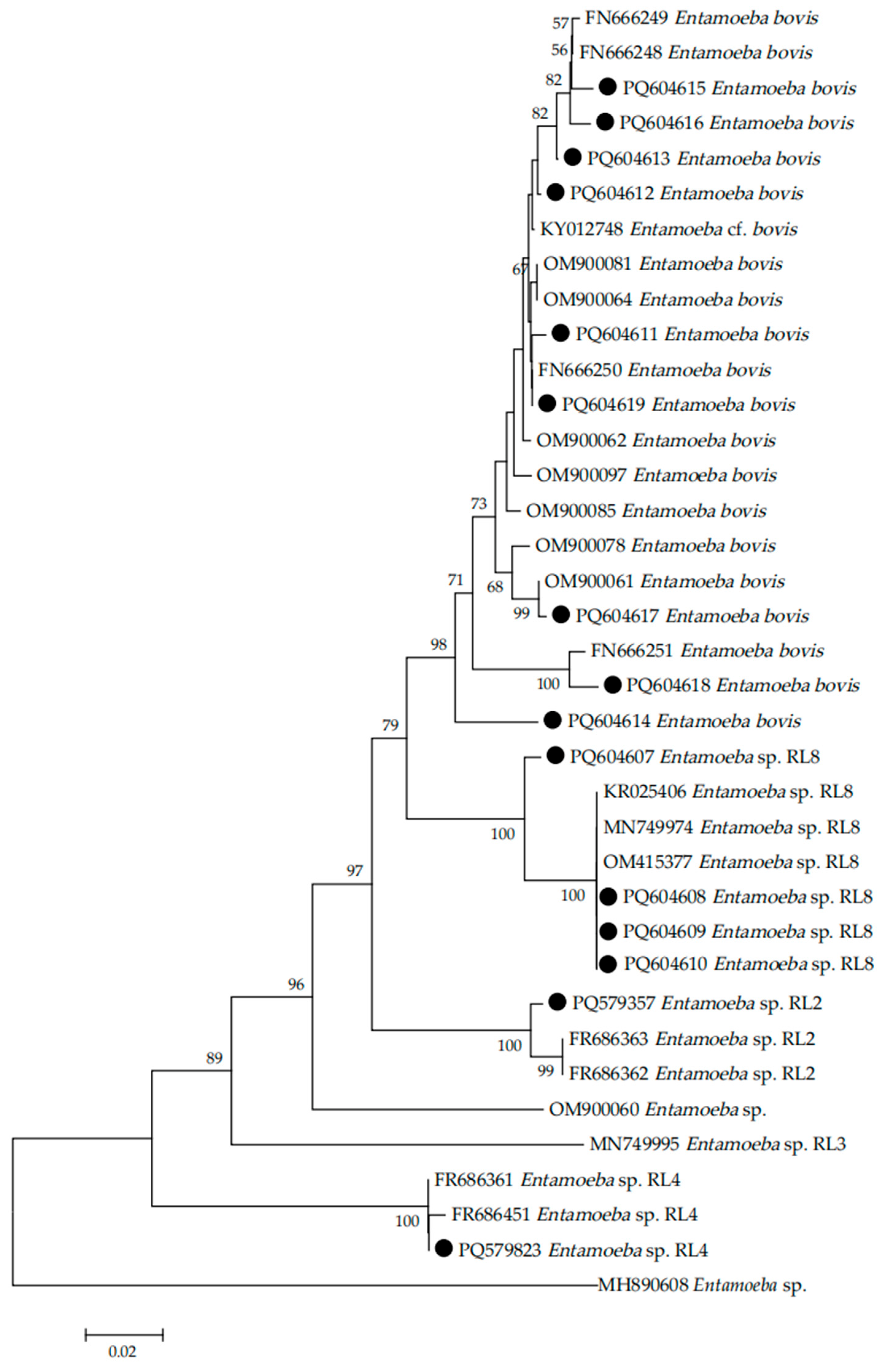 Vetsci 12 00019 g002