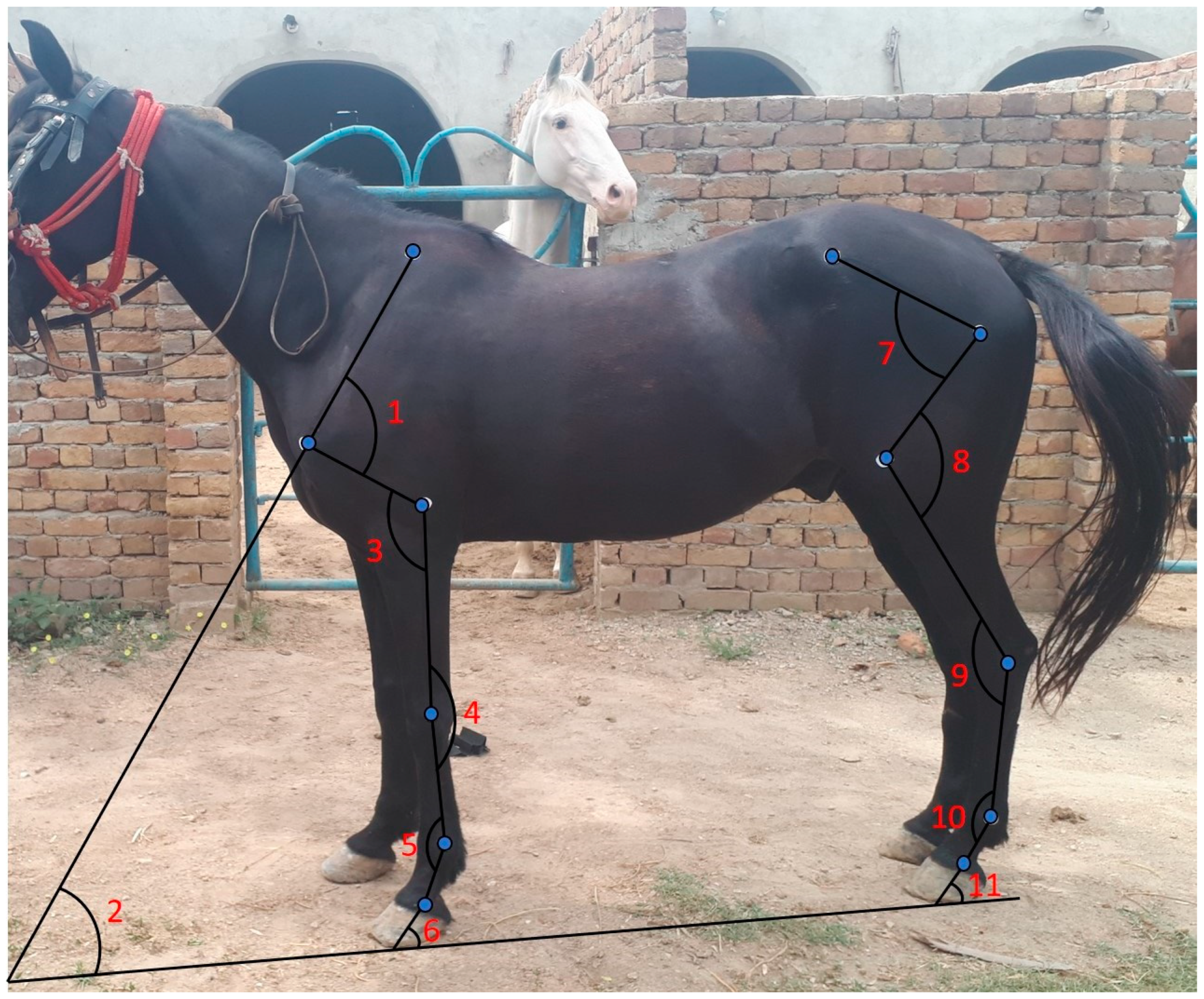 Vetsci 12 00020 g002