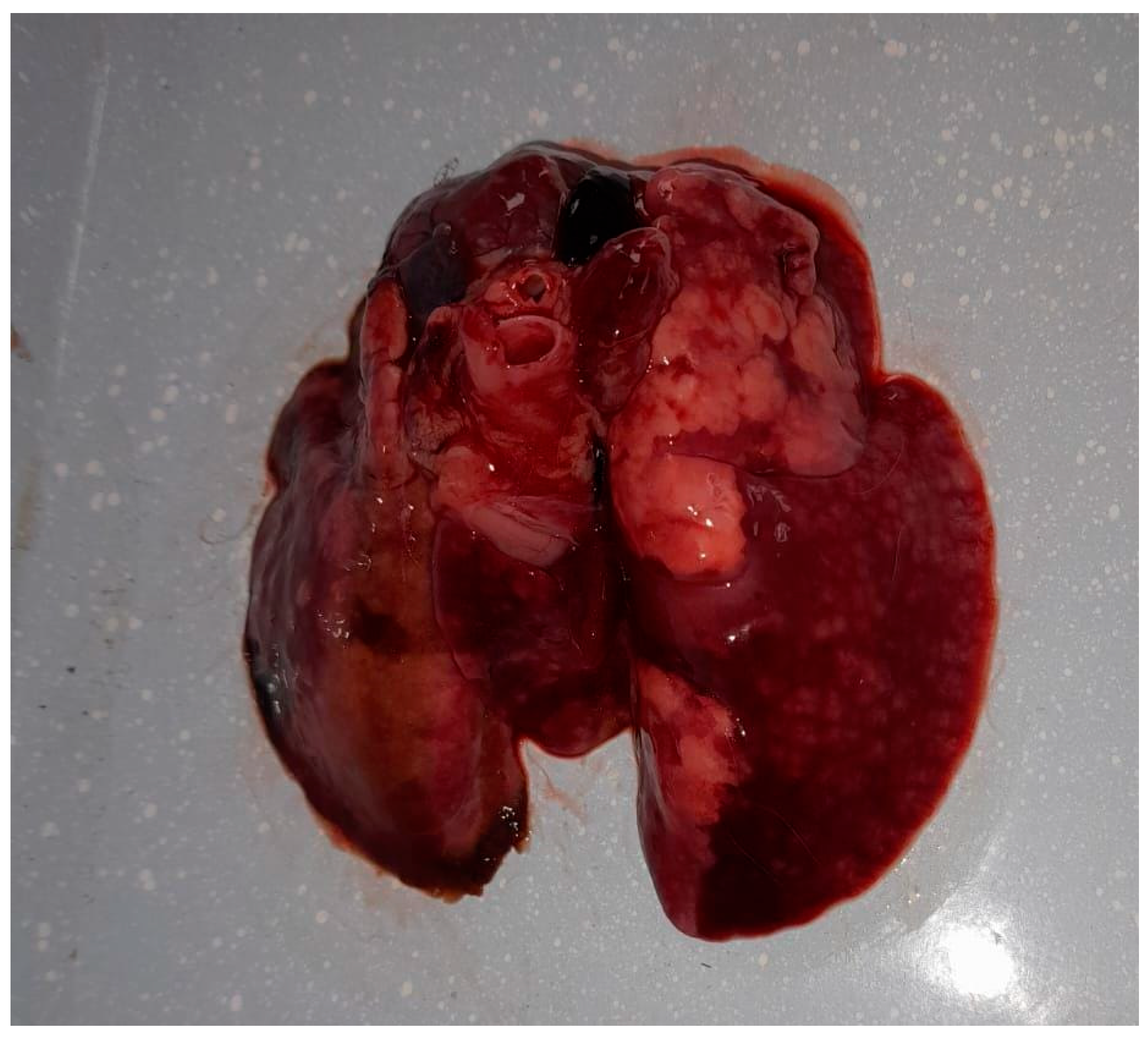 Vetsci 12 00033 g001