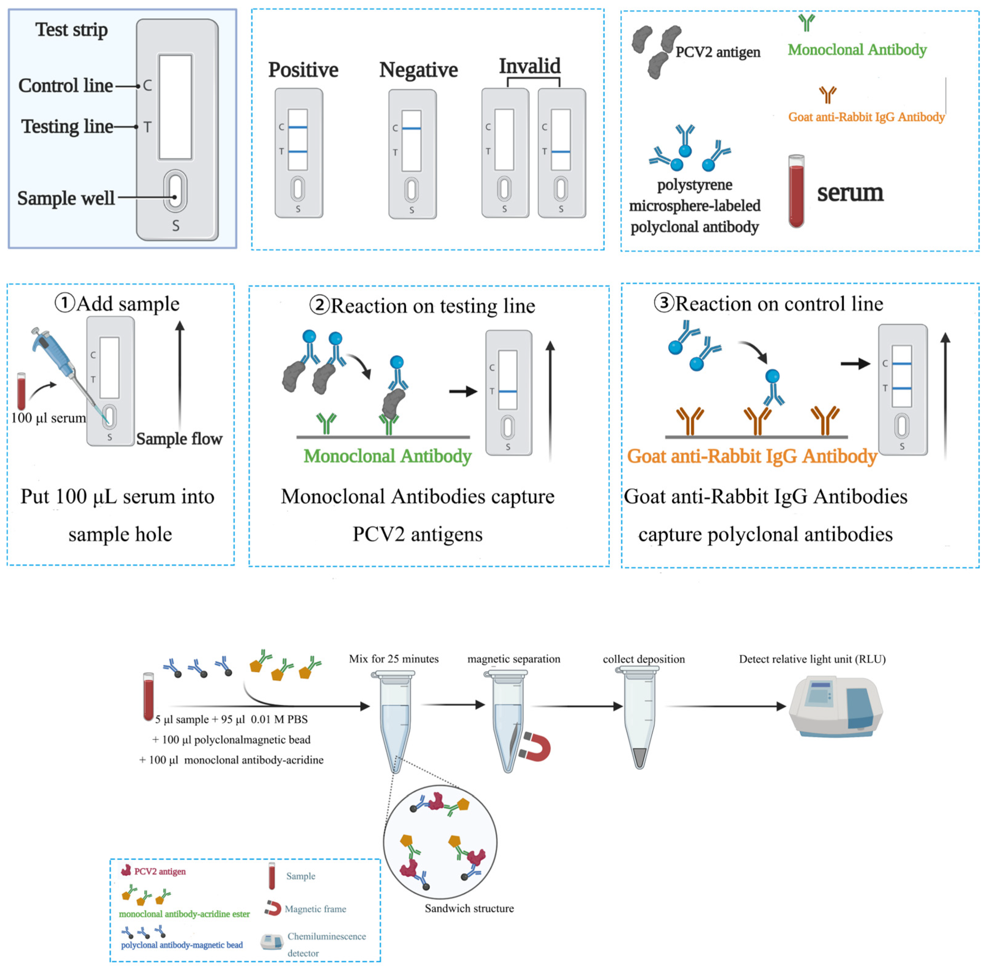 Development and Evaluation of an Immunochromatographic Strip
