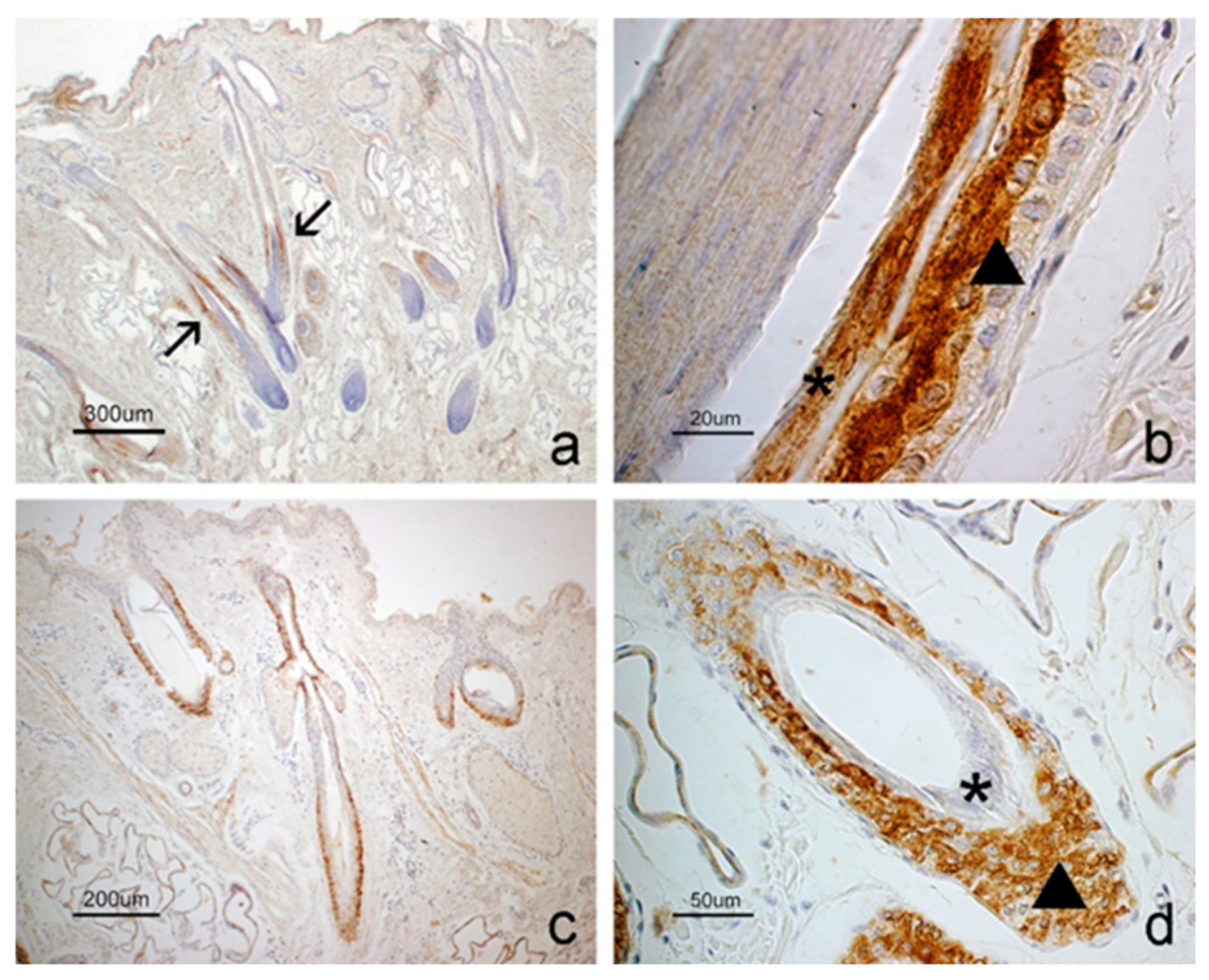 Vetsci 12 00041 g002 Vetsci 12 00041 g002