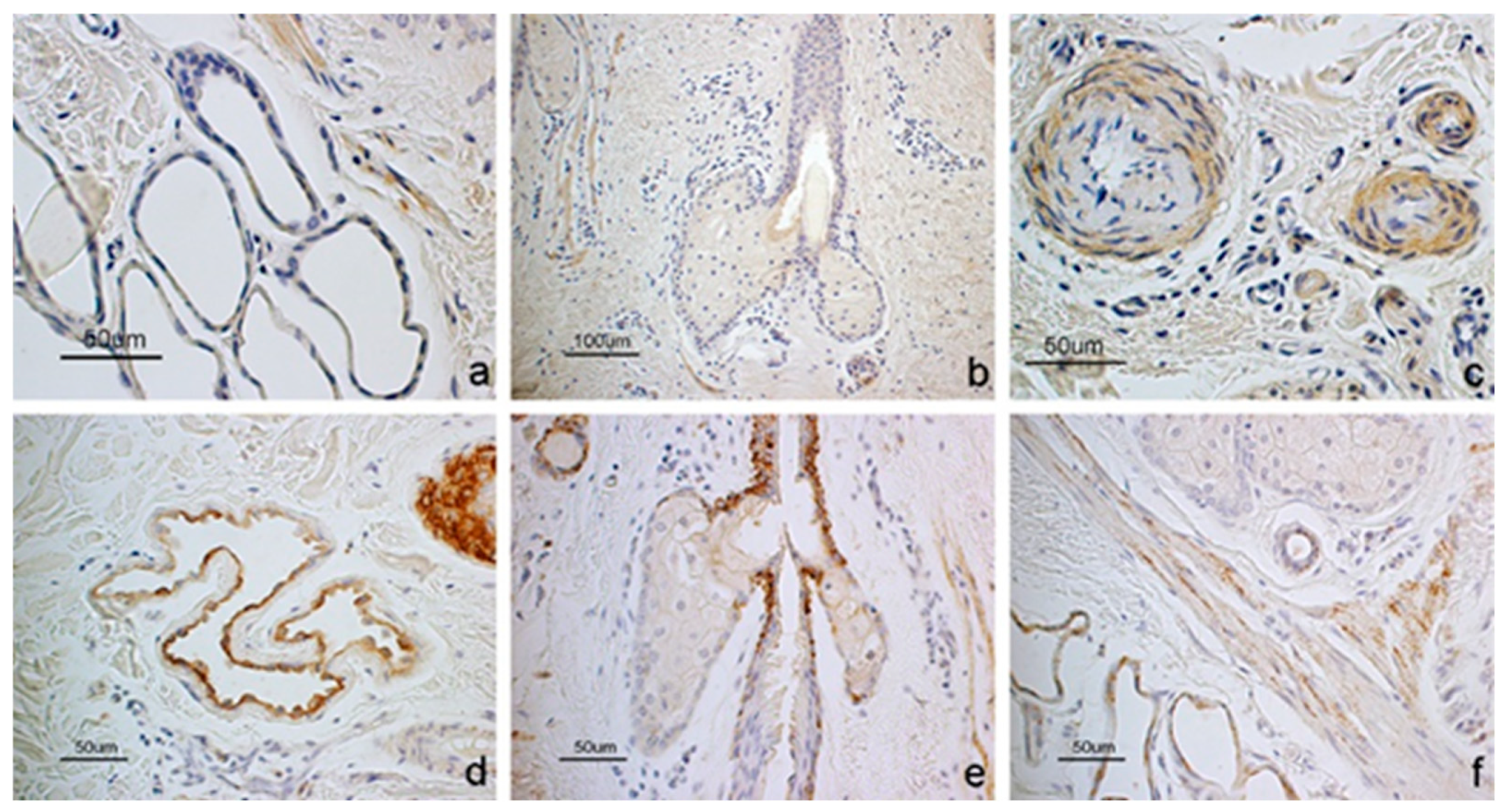 Vetsci 12 00041 g003 Vetsci 12 00041 g003
