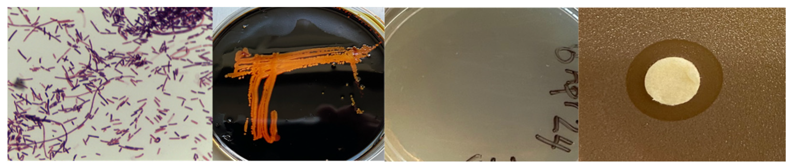 Vetsci 12 00051 g001