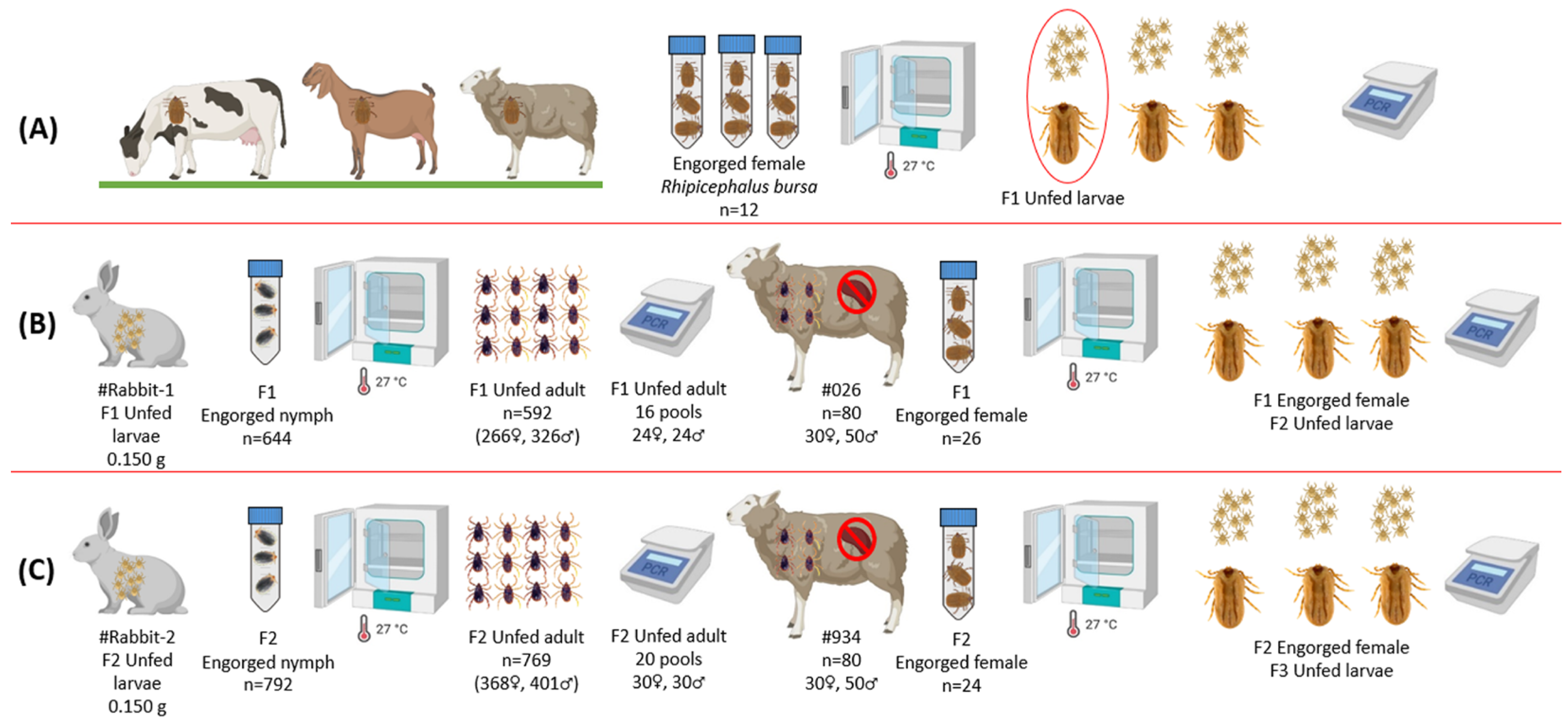 Vetsci 12 00054 g001 Vetsci 12 00054 g001