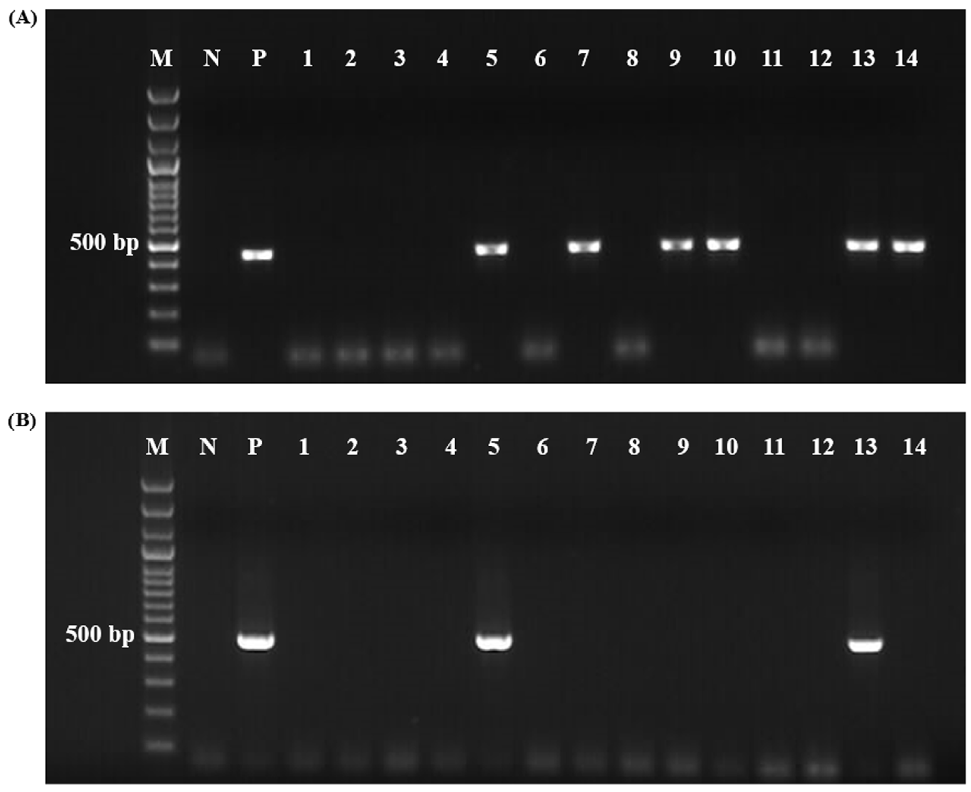 Vetsci 12 00054 g002 Vetsci 12 00054 g002