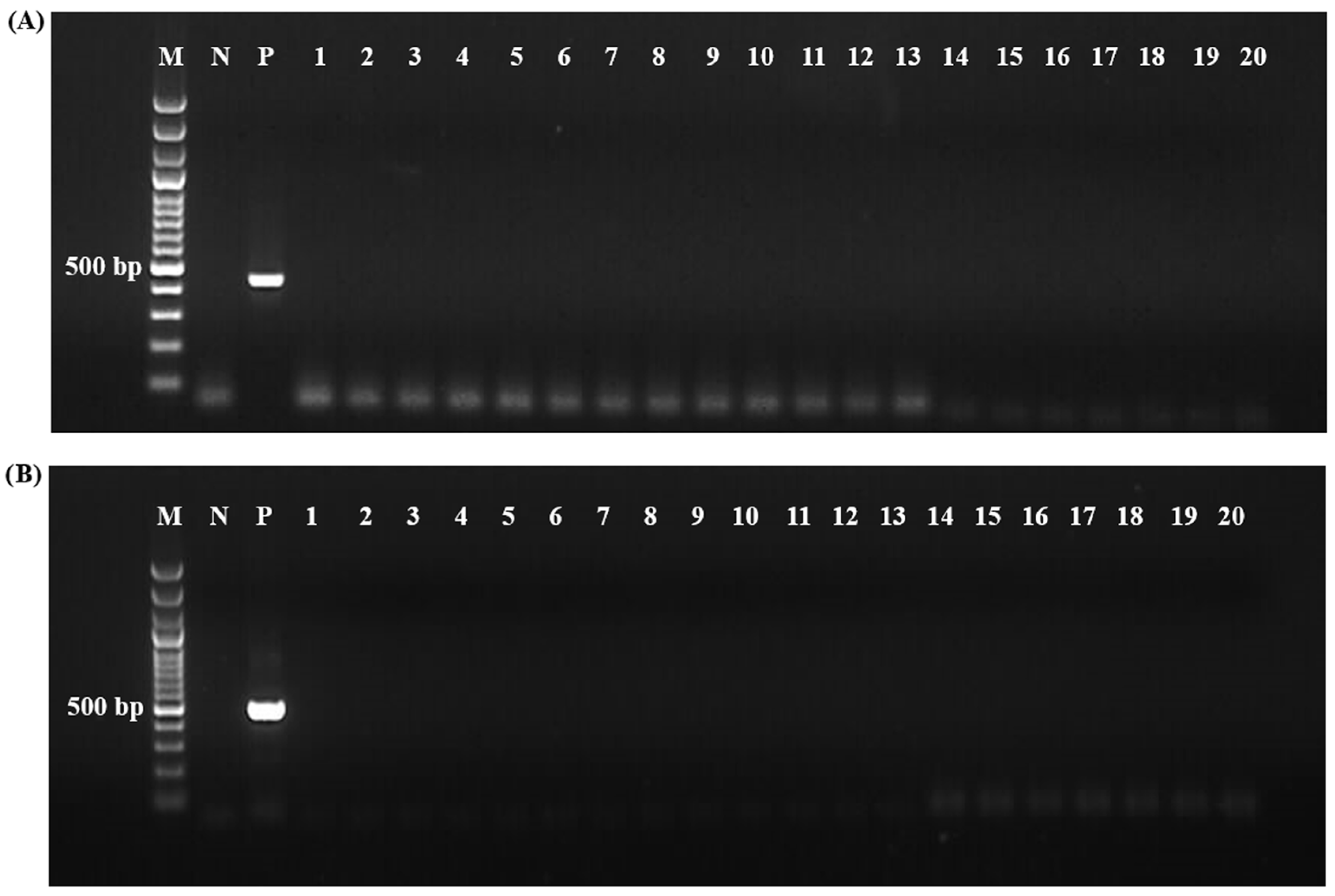 Vetsci 12 00054 g004 Vetsci 12 00054 g004