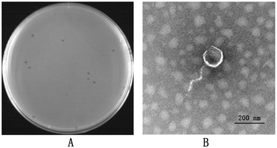 ああ Biological Characteristics and Whole-Genome Analysis of a