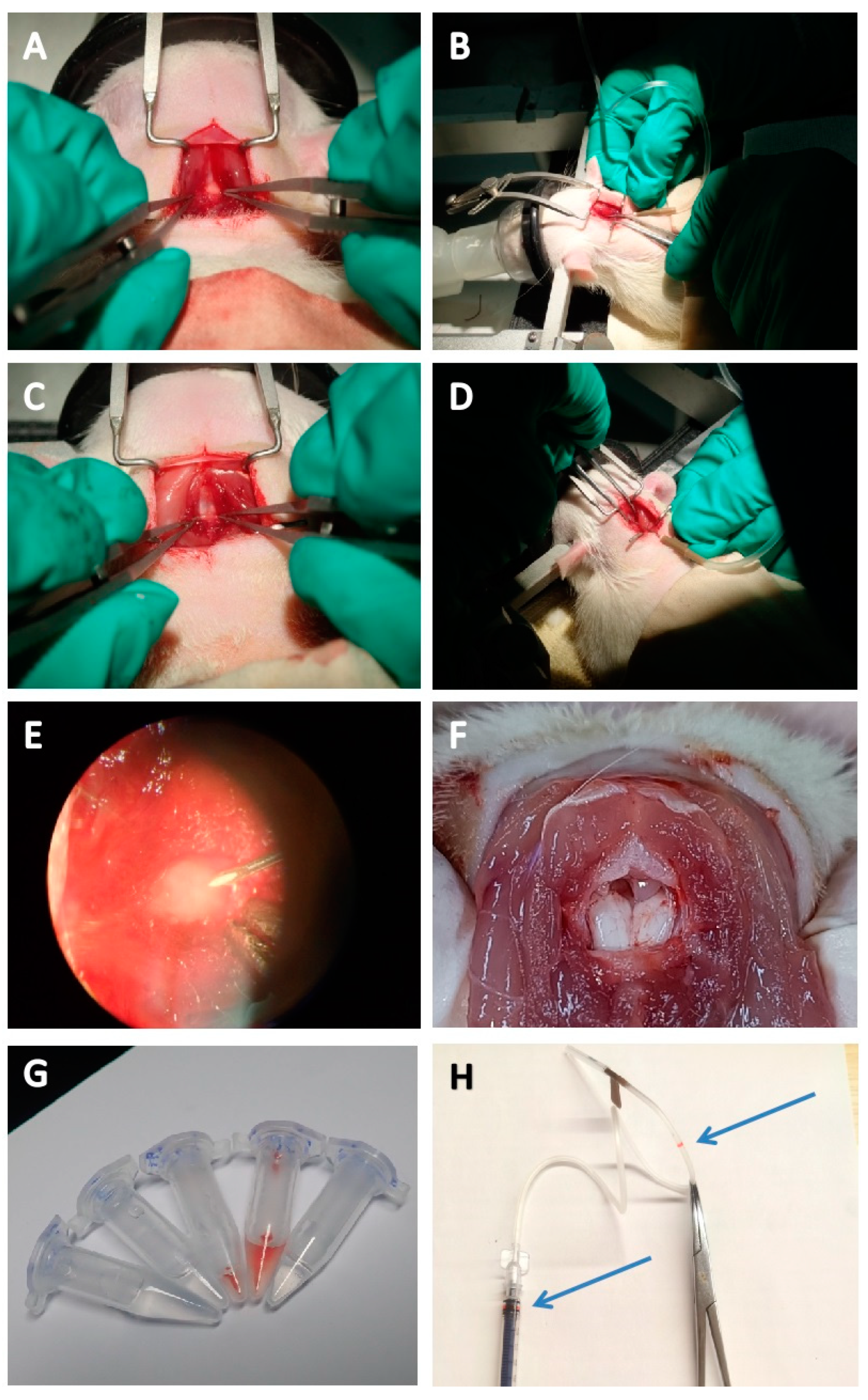 Vetsci 12 00058 g001
