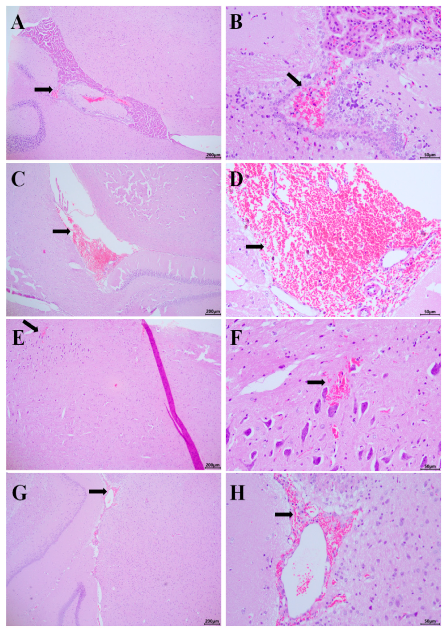 Vetsci 12 00058 g004