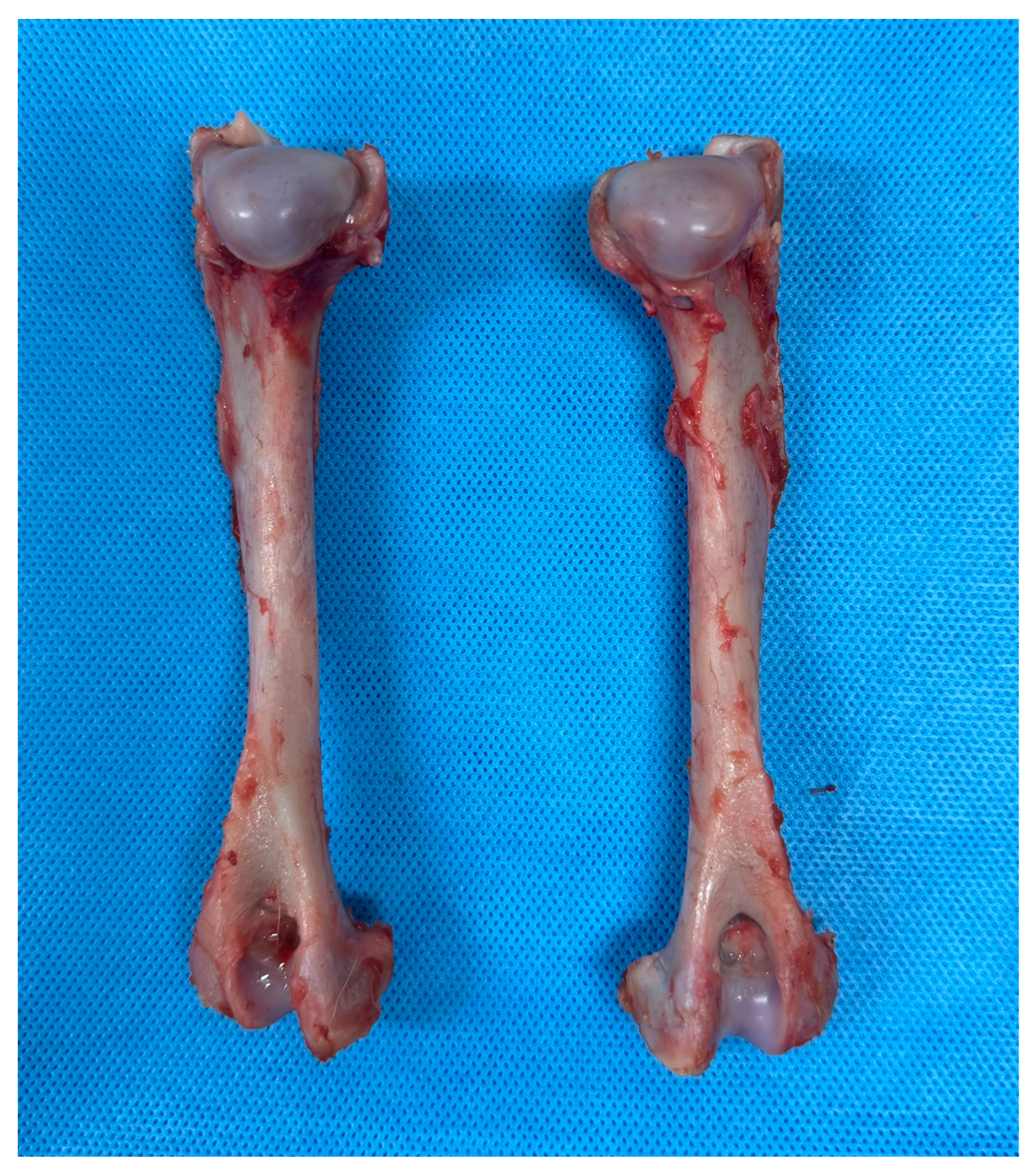 Vetsci 12 00072 g001