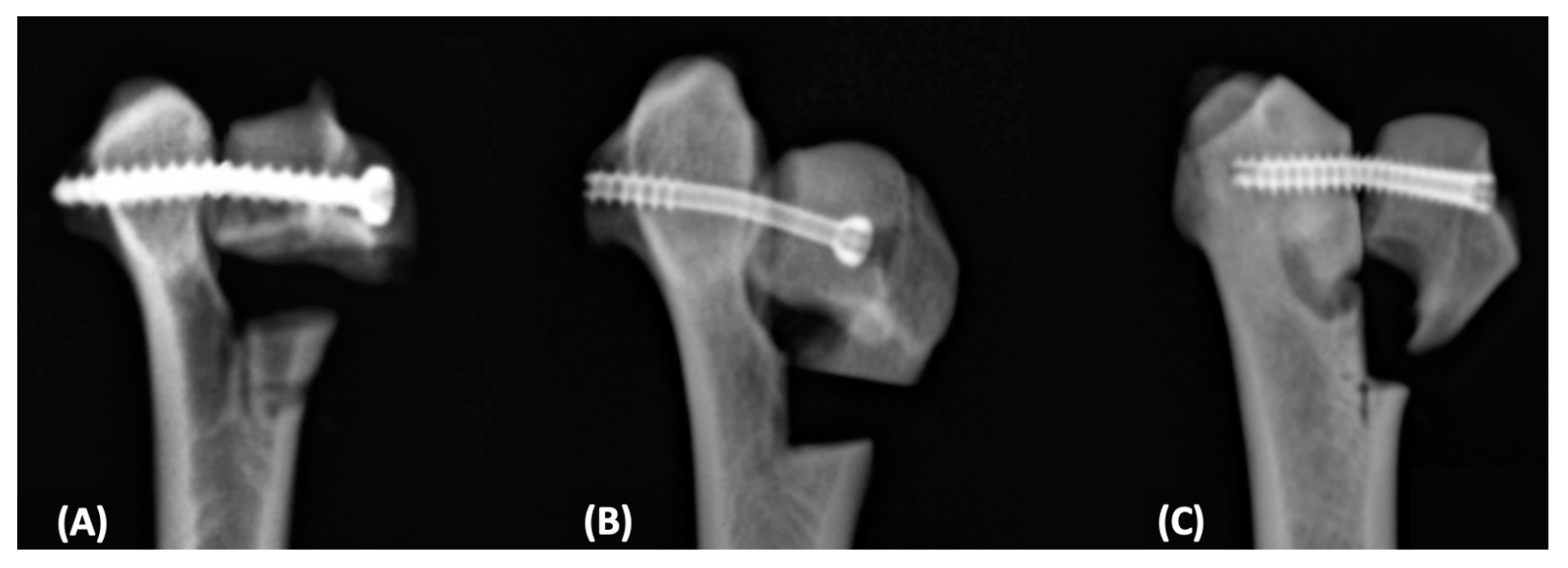 Vetsci 12 00072 g006