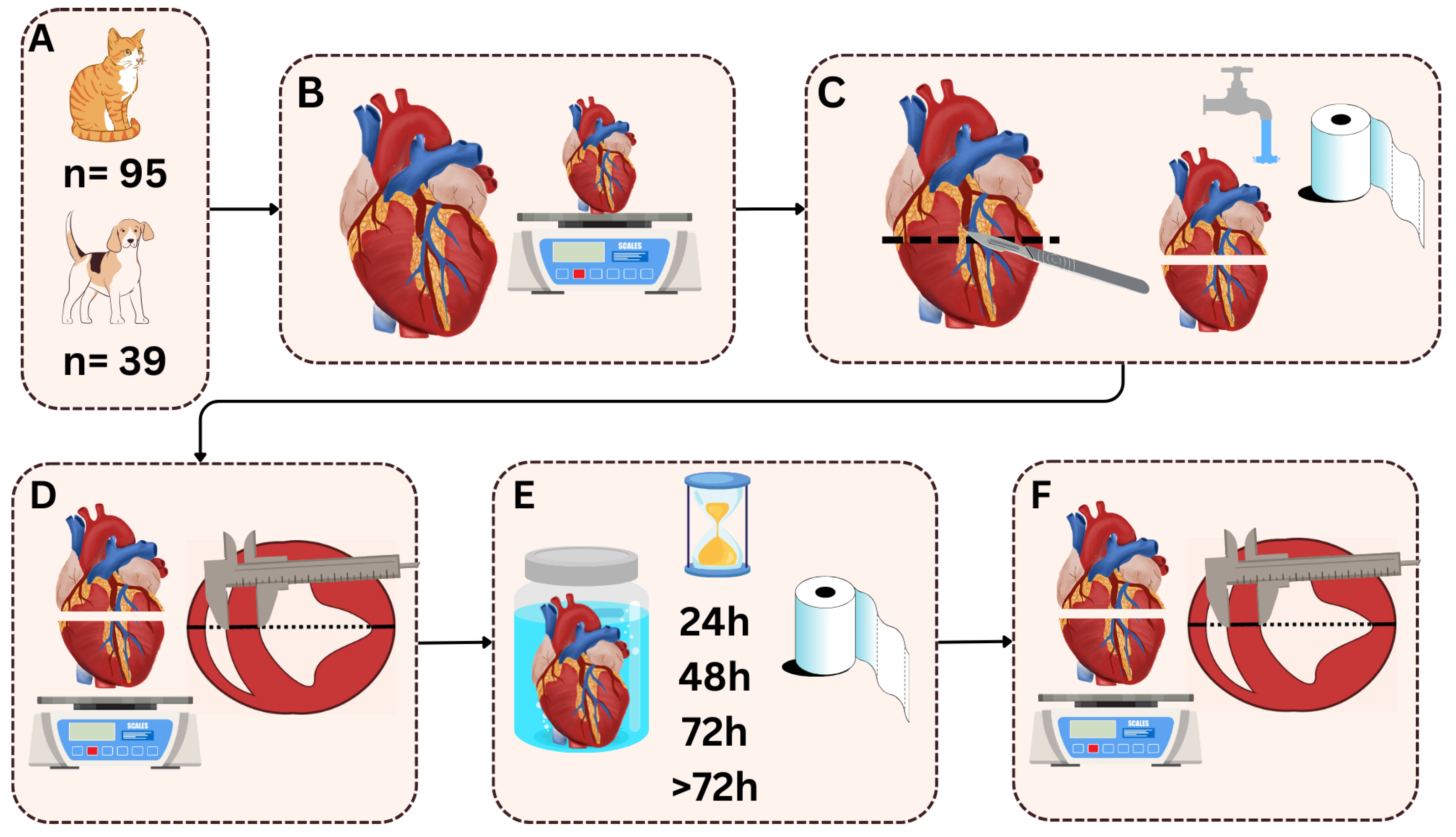 Vetsci 12 00074 g002