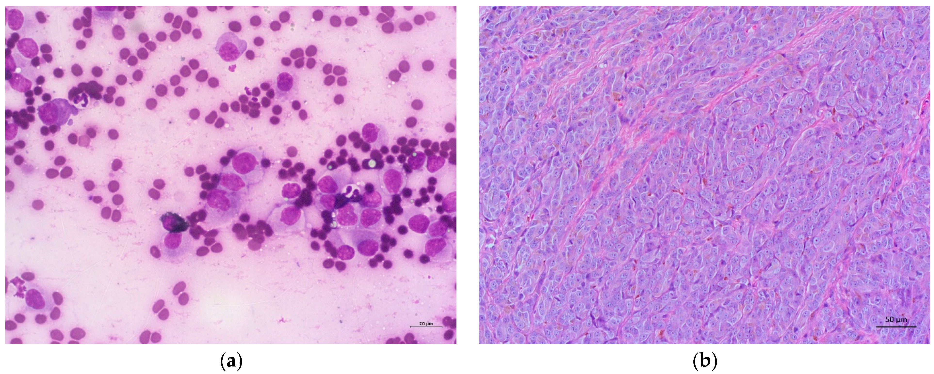 Vetsci 12 00075 g001