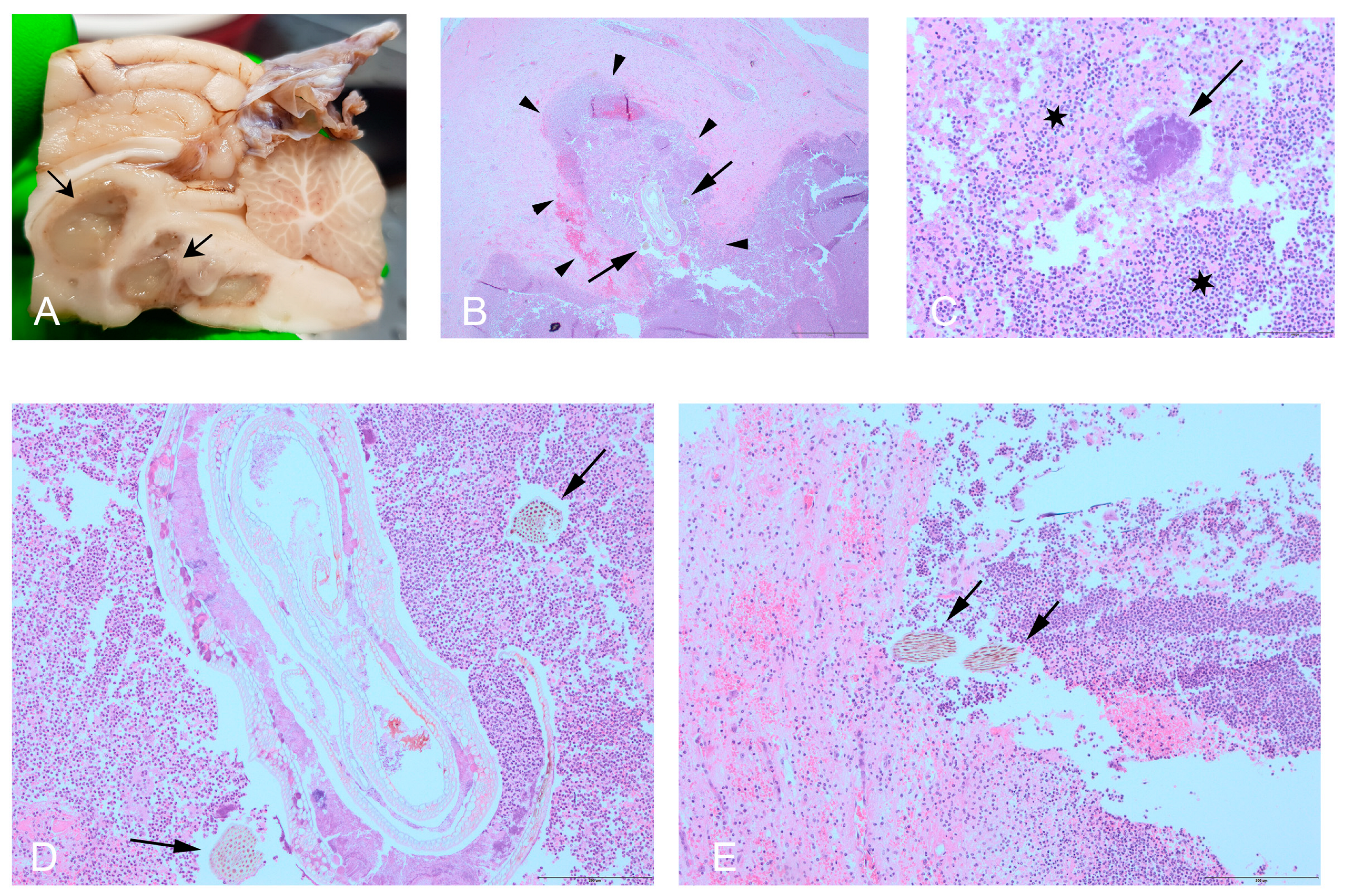 Vetsci 12 00076 g002