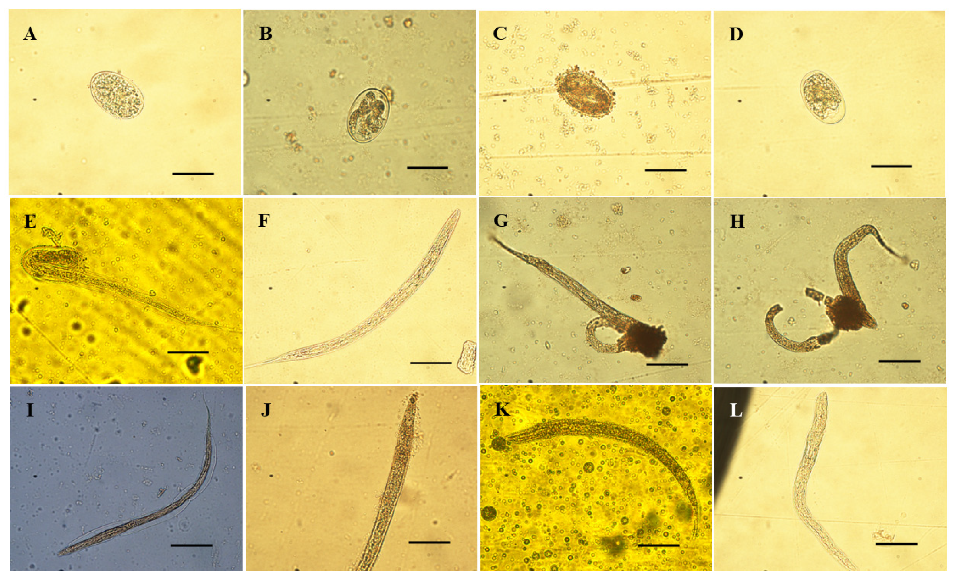 Vetsci 12 00090 g002 Vetsci 12 00090 g002
