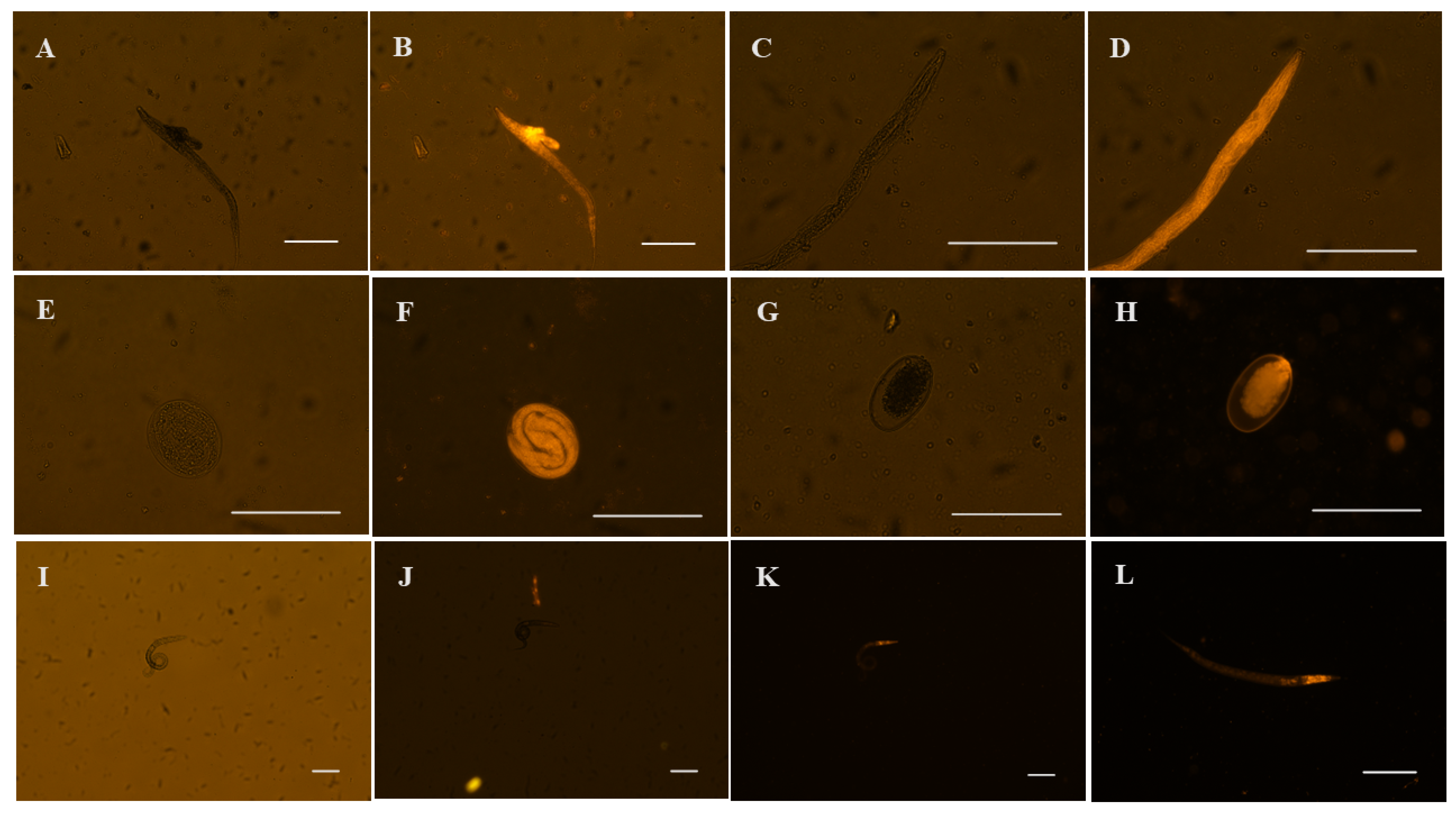 Vetsci 12 00090 g003 Vetsci 12 00090 g003