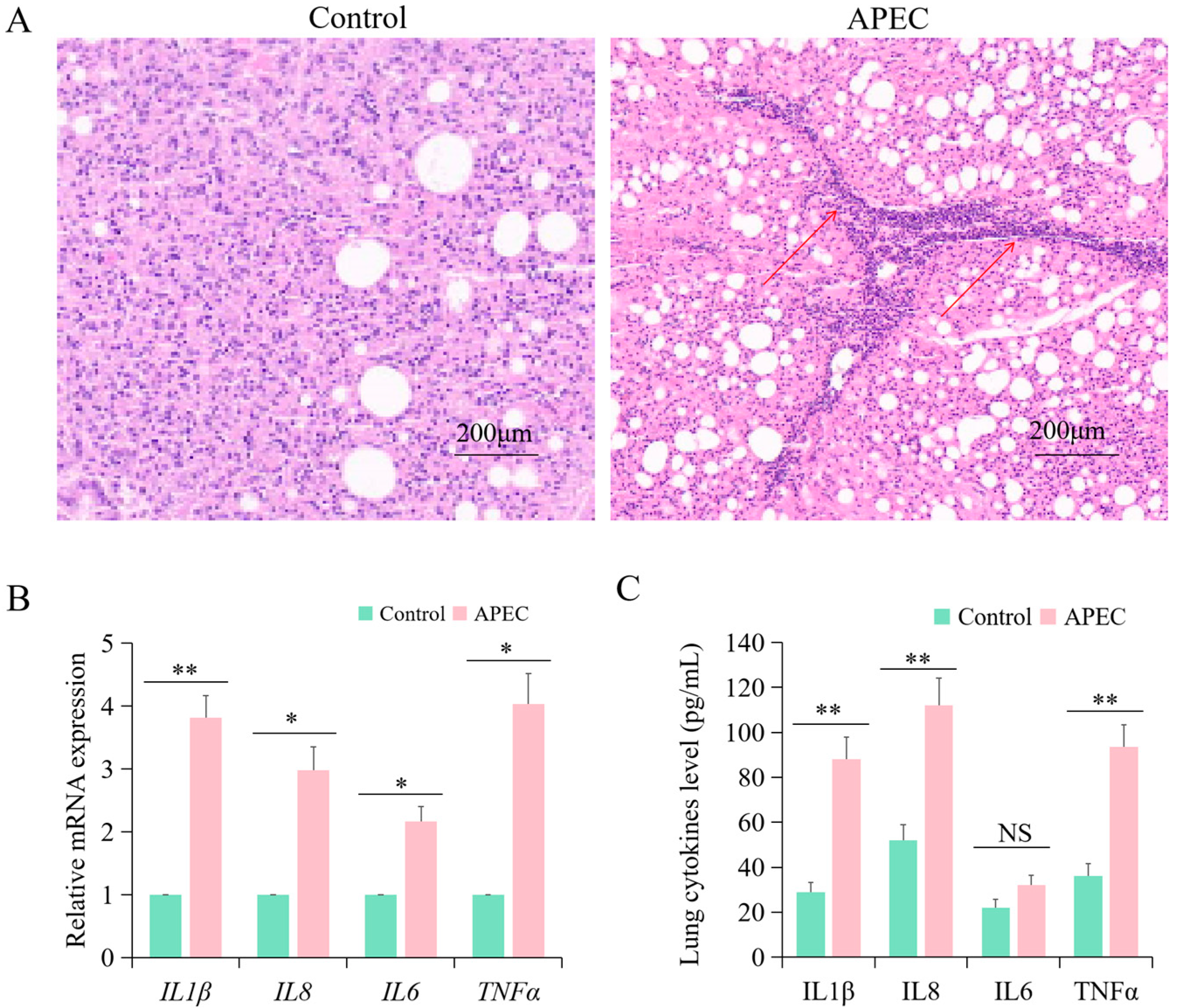 Vetsci 12 00095 g001