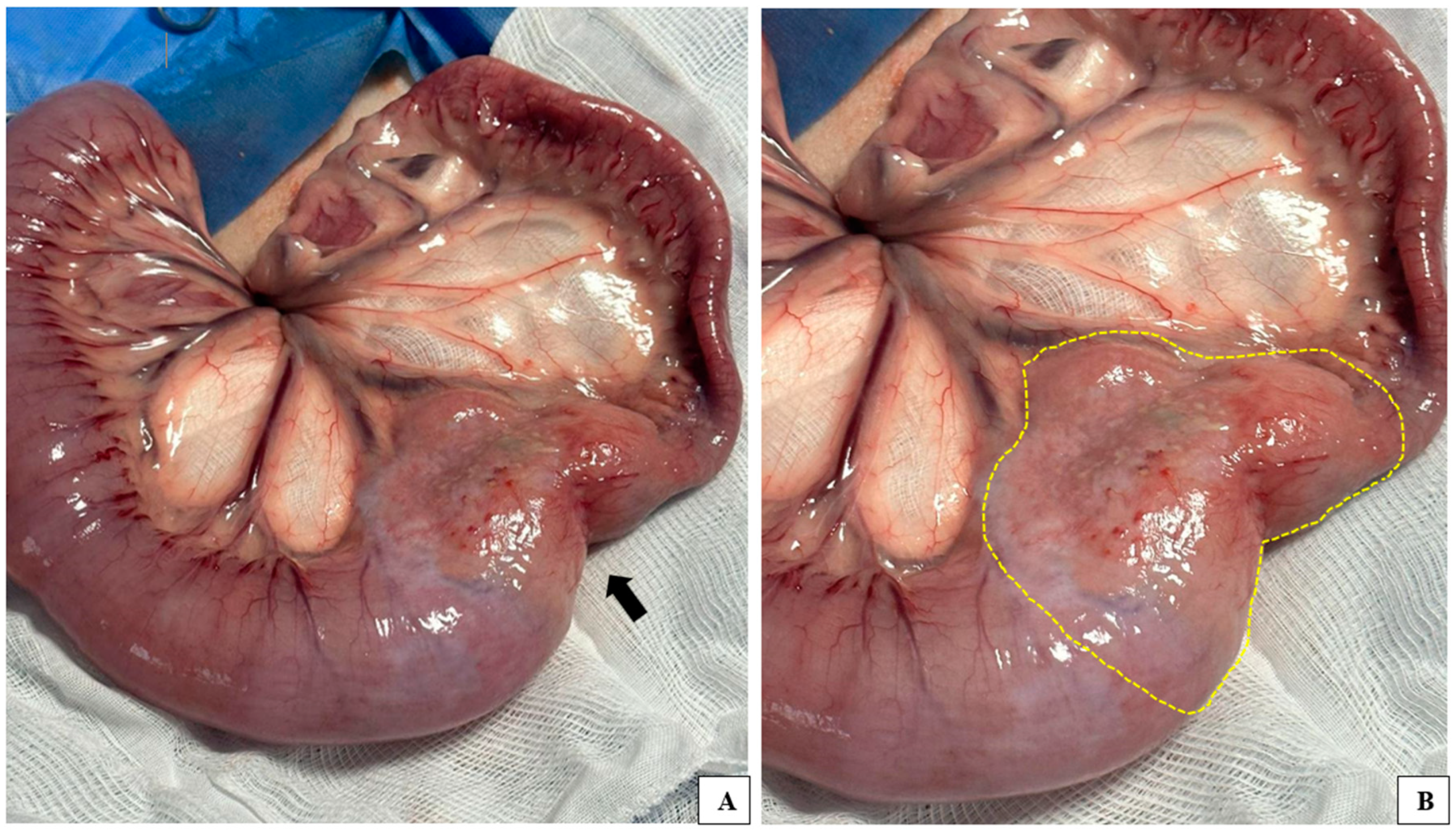 Vetsci 12 00104 g001
