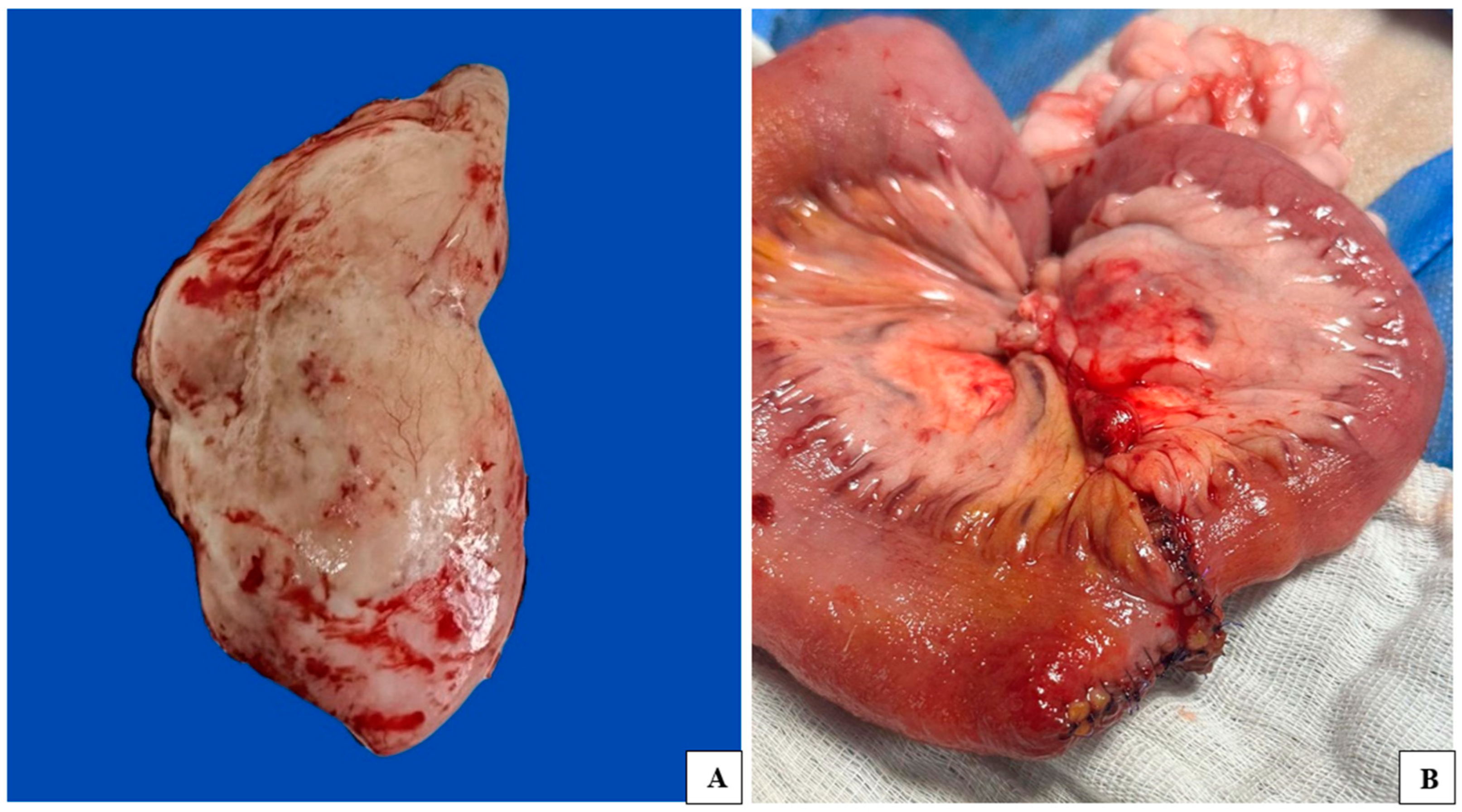 Vetsci 12 00104 g002
