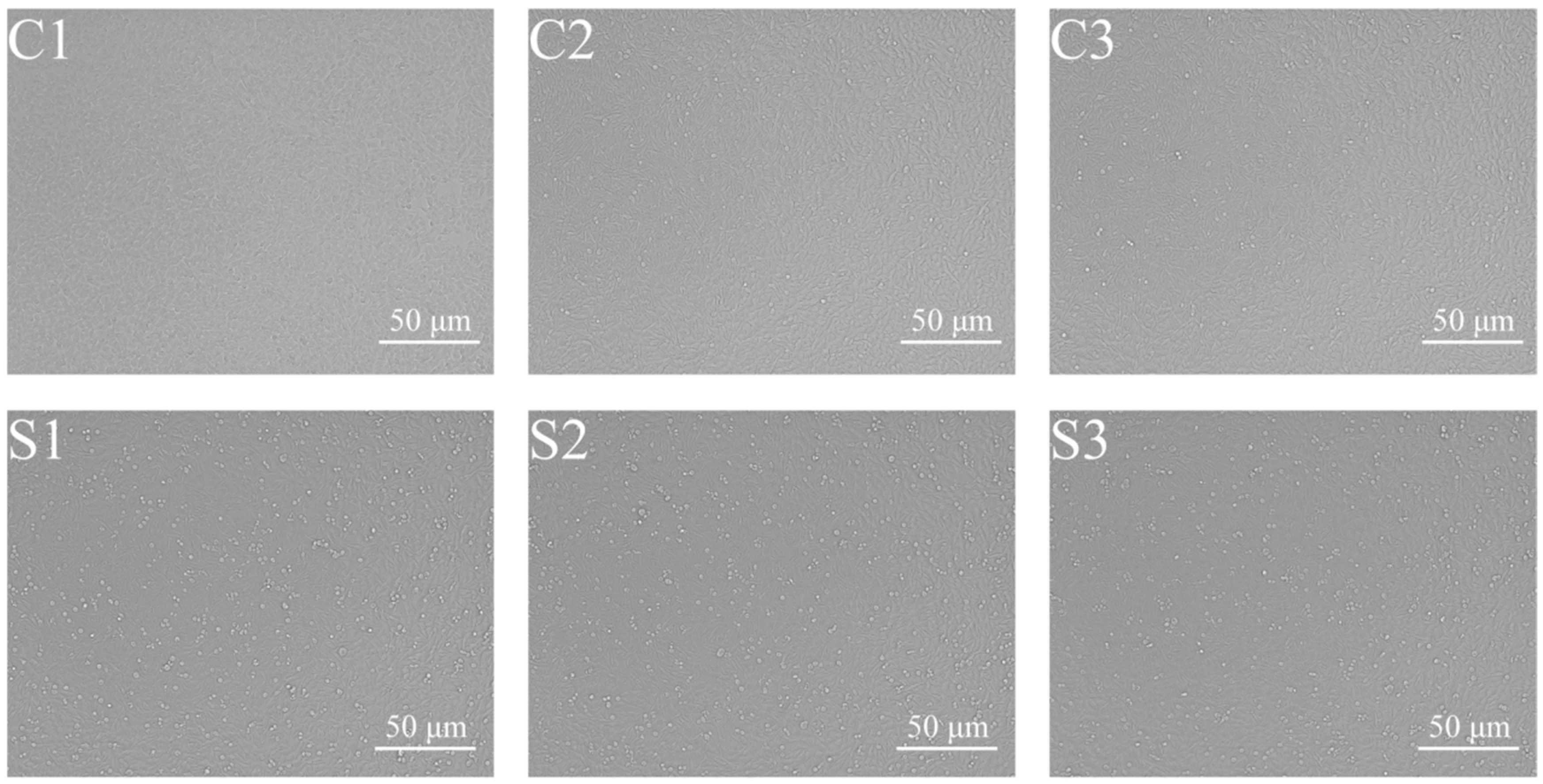 Vetsci 12 00107 g001