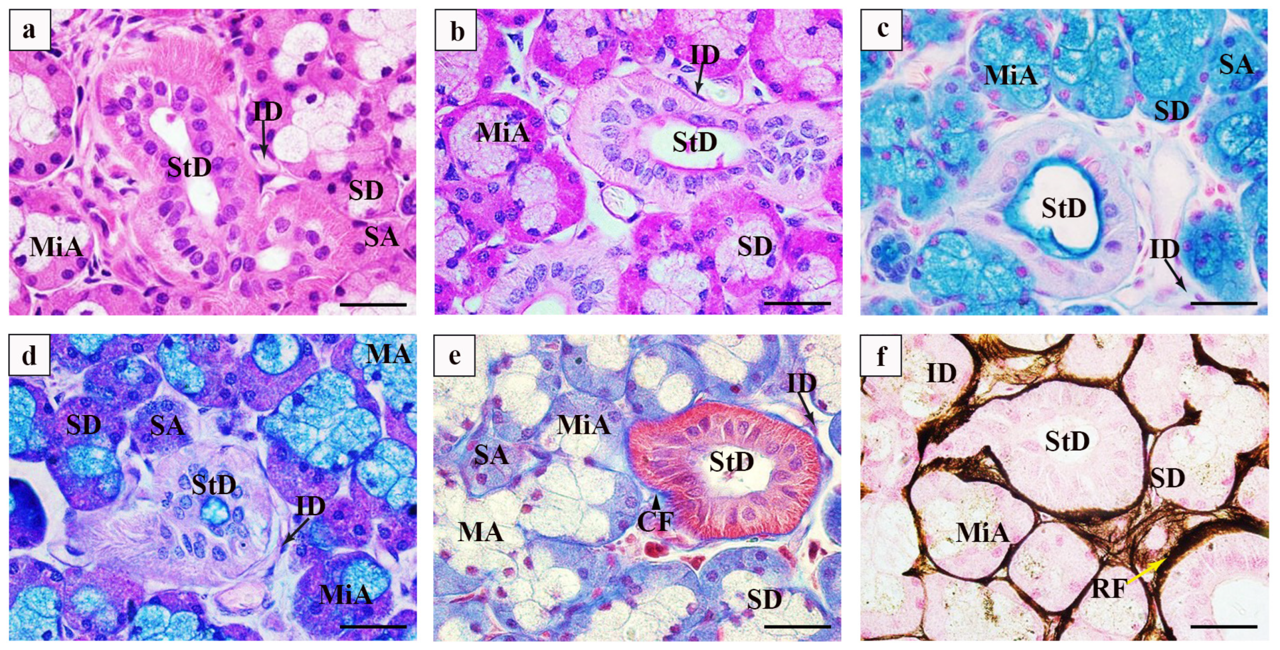 Vetsci 12 00108 g001