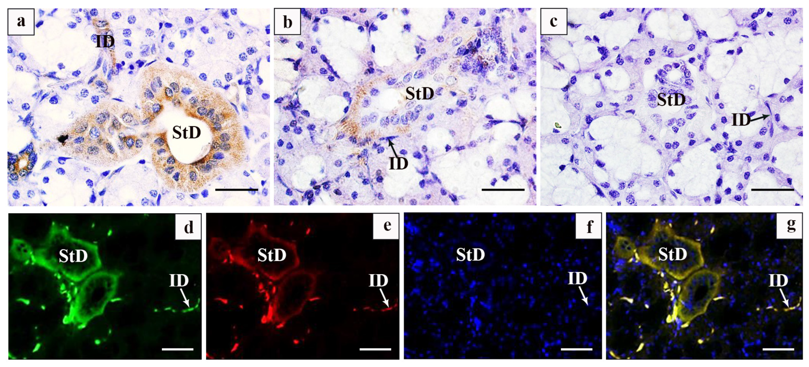 Vetsci 12 00108 g004
