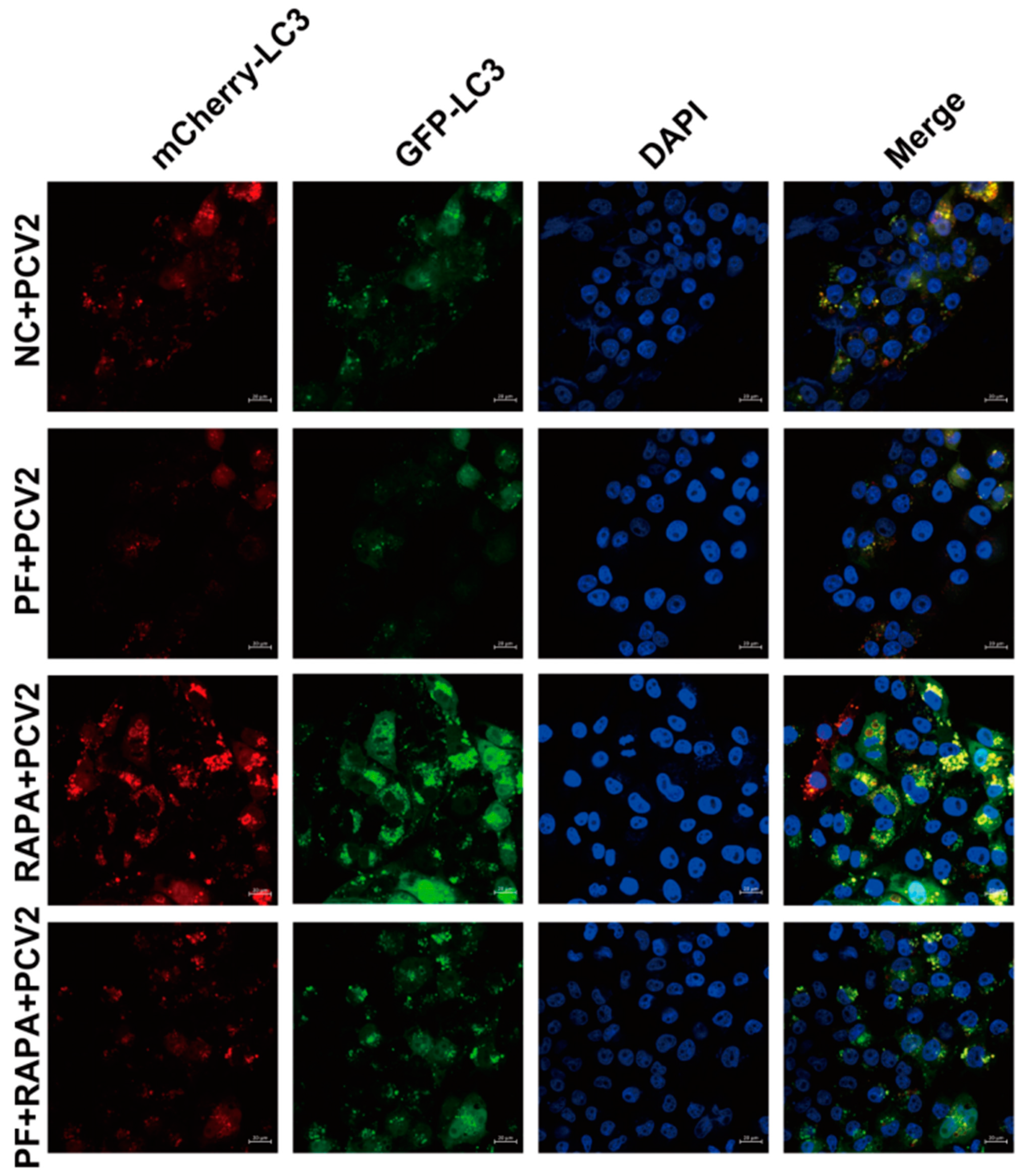 Vetsci 12 00117 g008