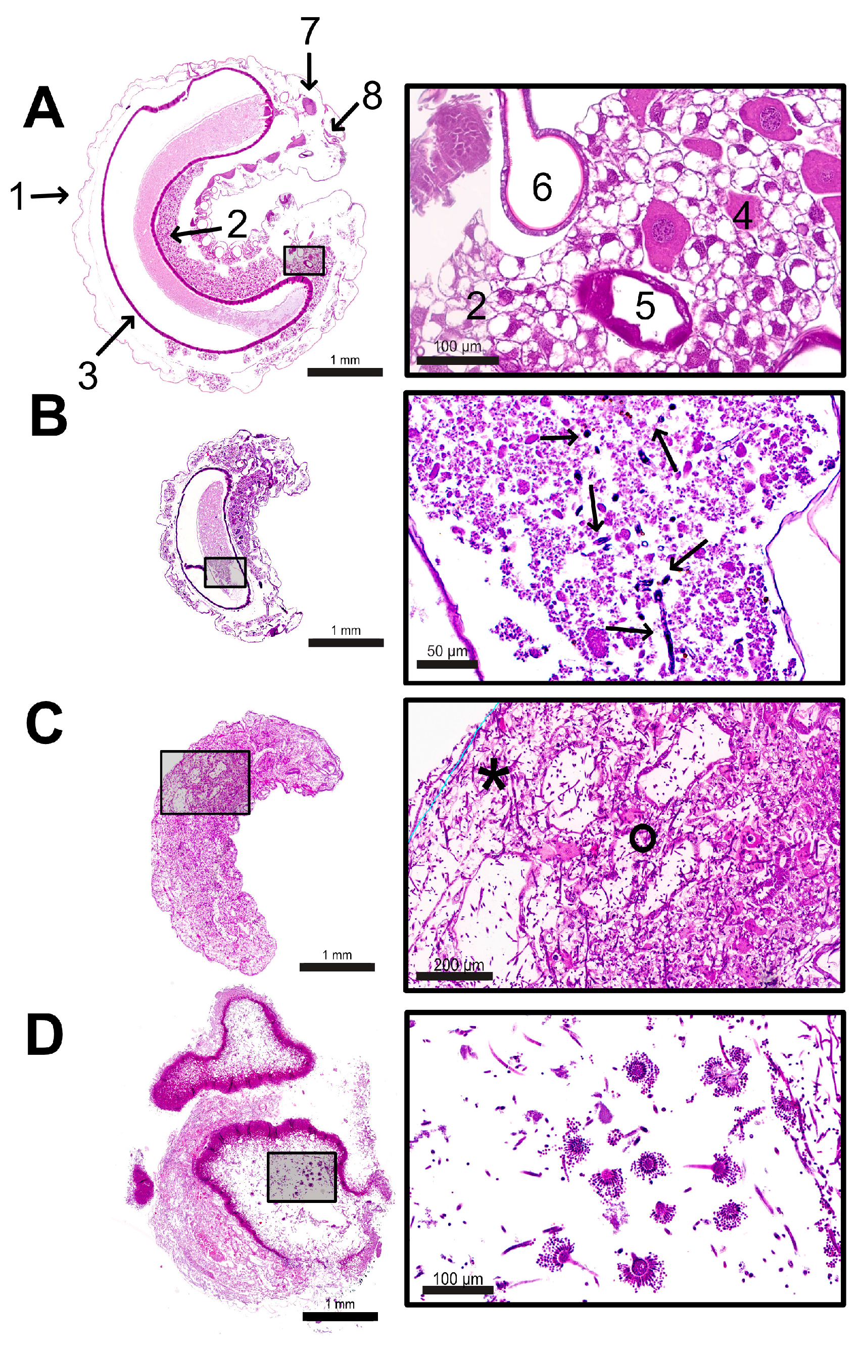 Vetsci 12 00124 g006