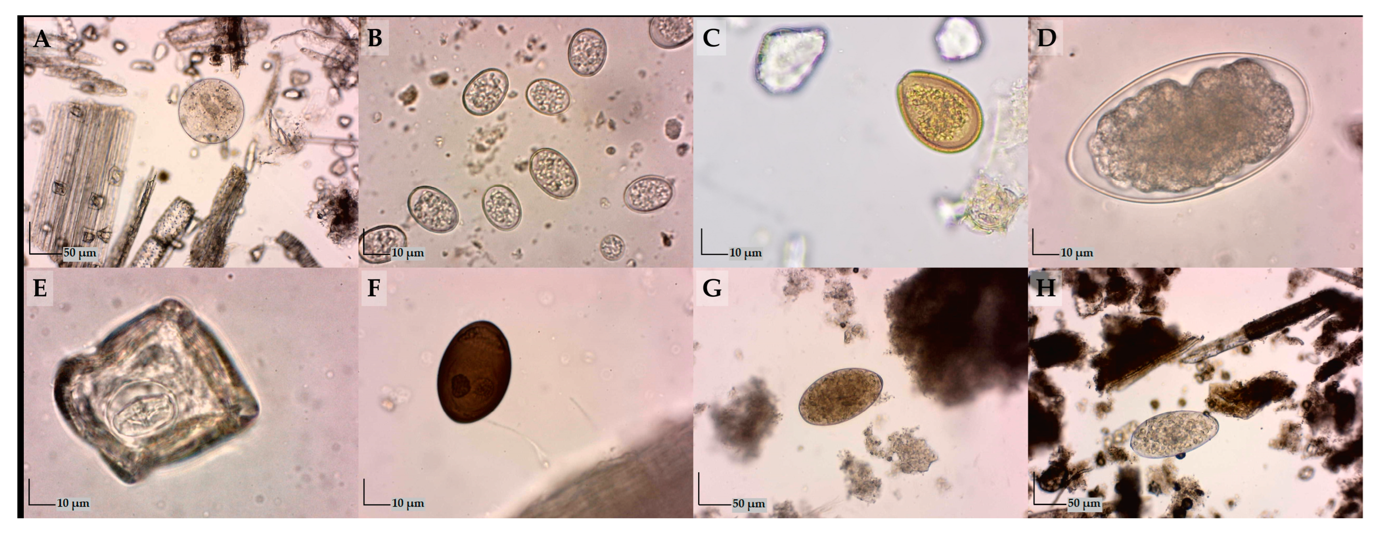 Vetsci 12 00125 g002 Vetsci 12 00125 g002