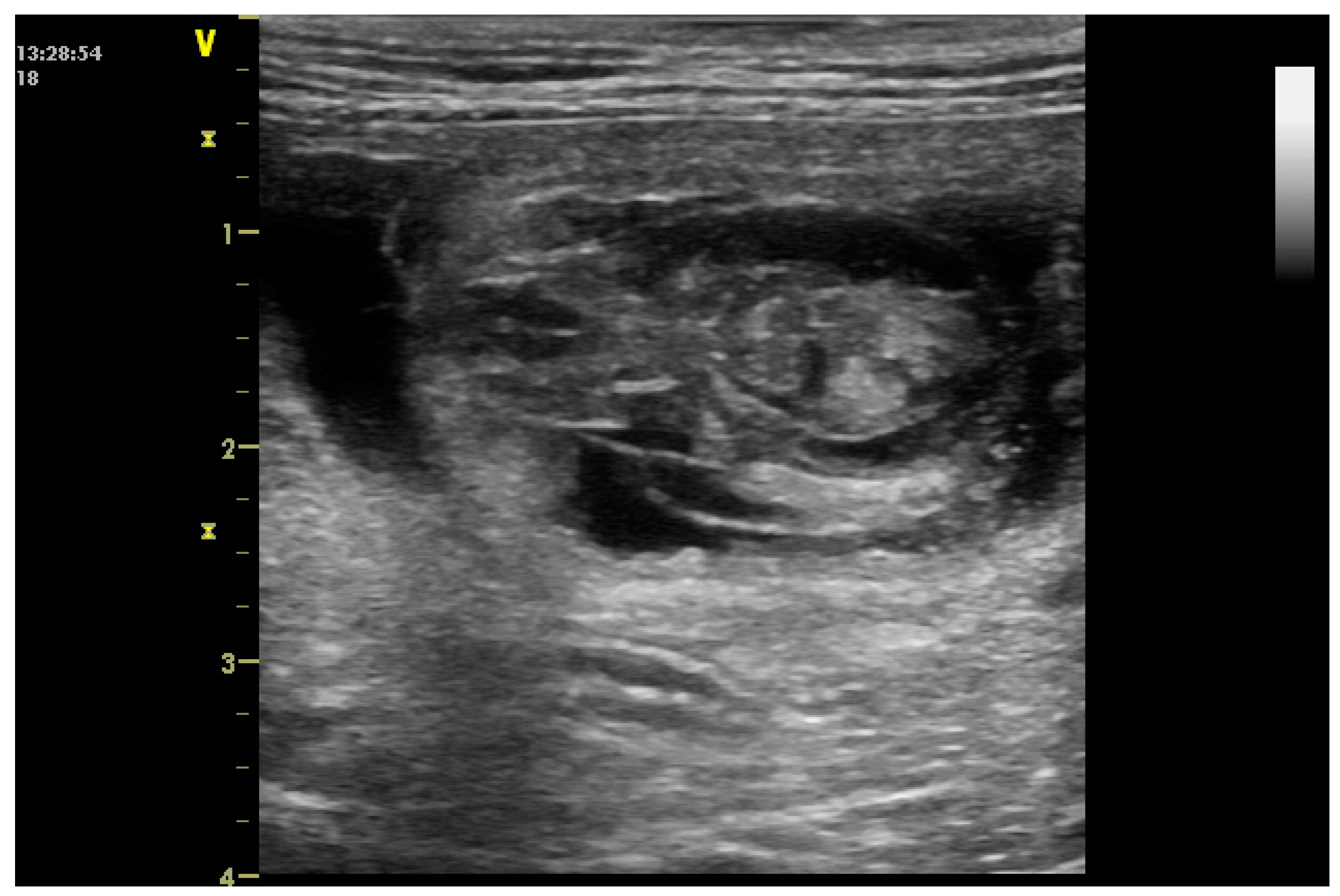 Vetsci 12 00127 g002 Vetsci 12 00127 g002