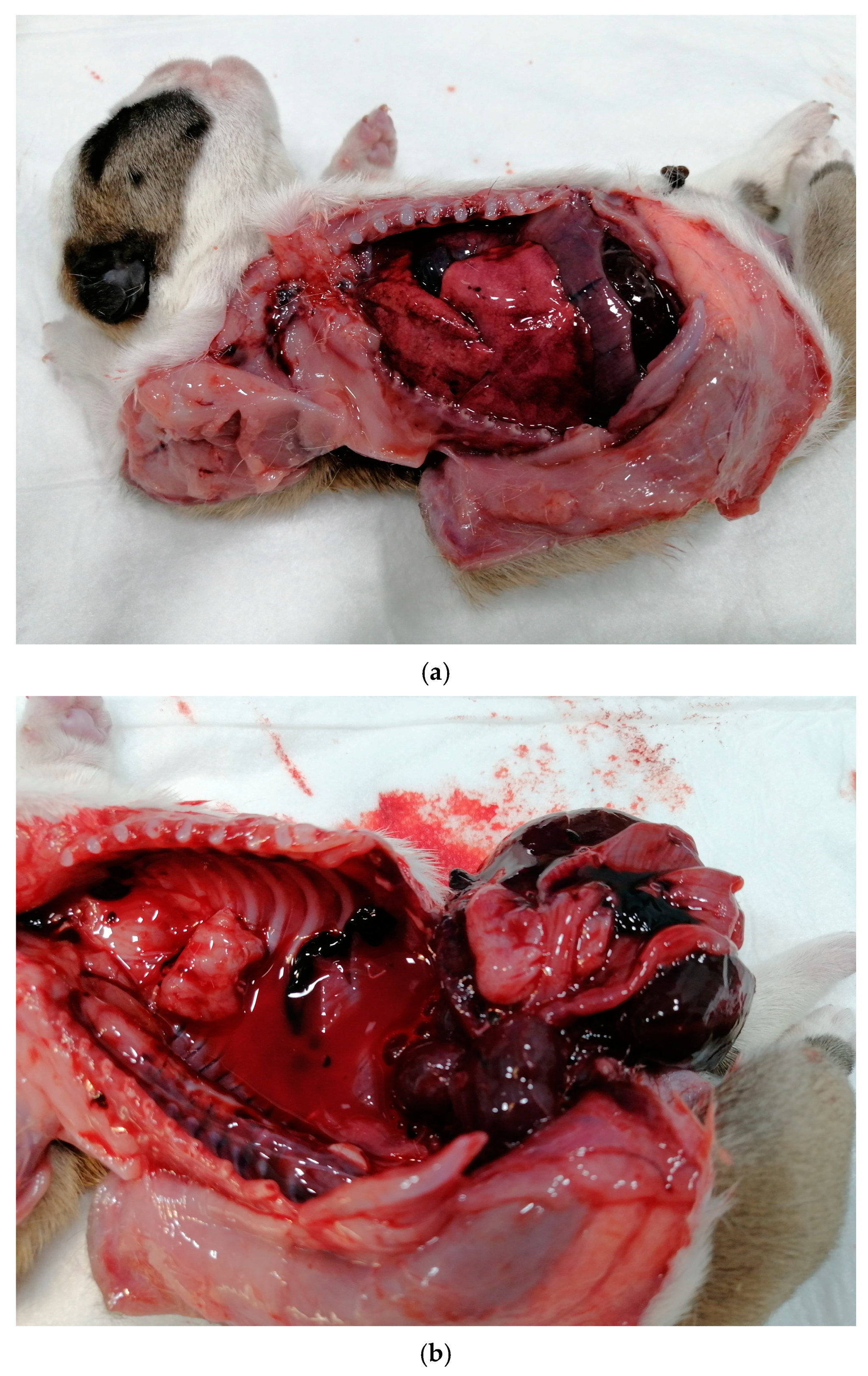 Vetsci 12 00127 g003 Vetsci 12 00127 g003