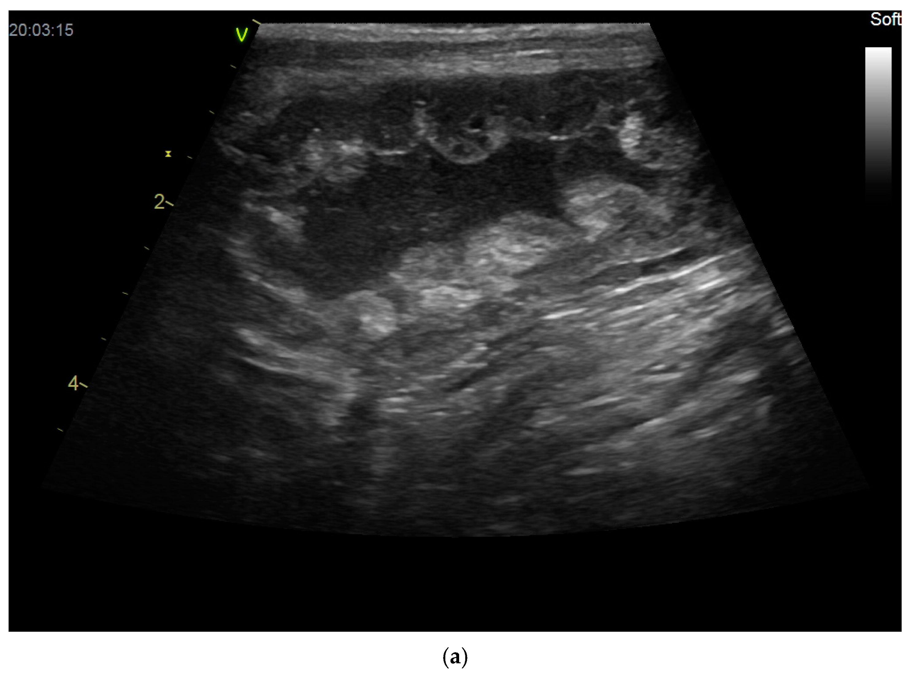 Vetsci 12 00127 g004a Vetsci 12 00127 g004a