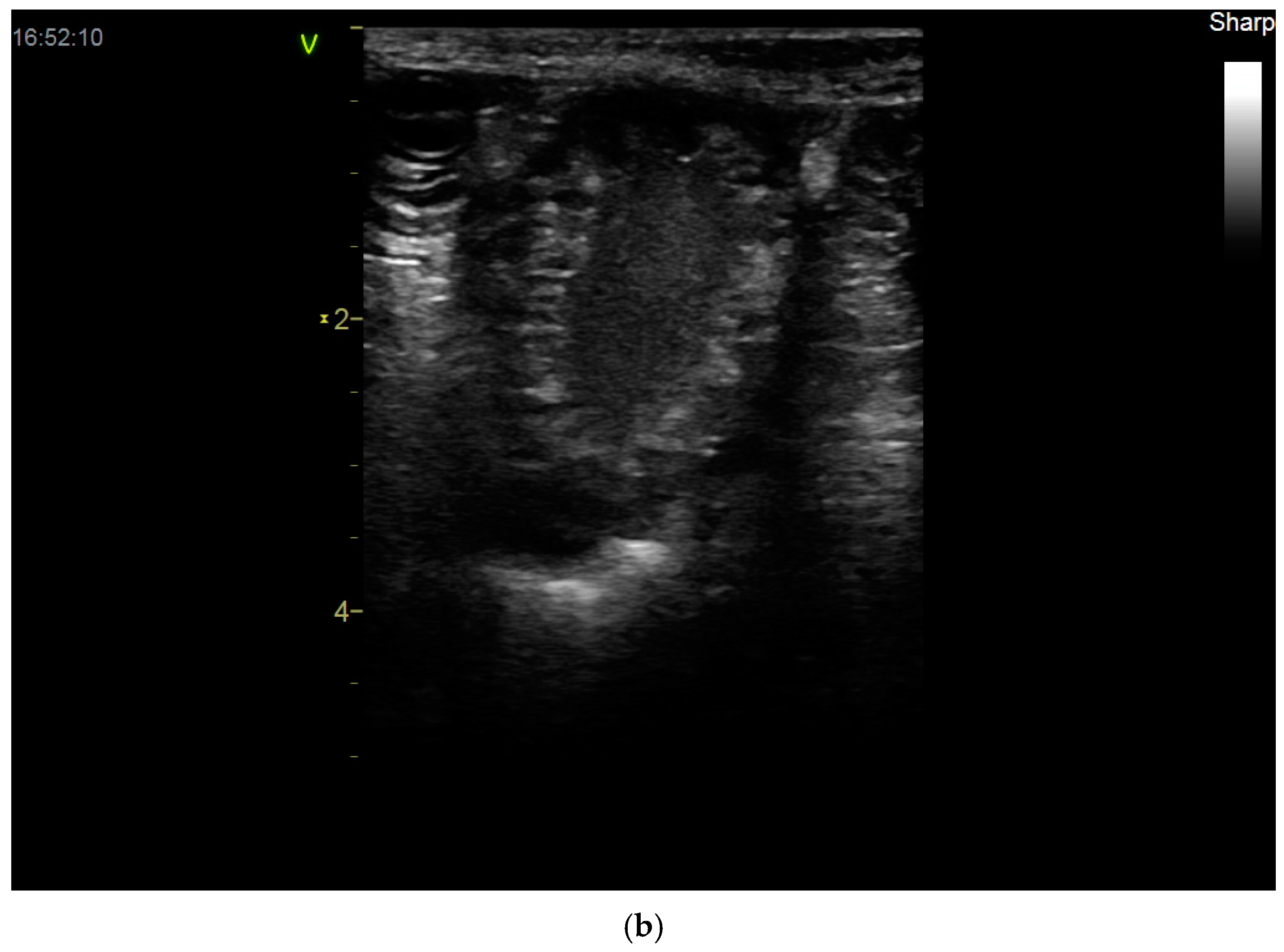 Vetsci 12 00127 g004b Vetsci 12 00127 g004b