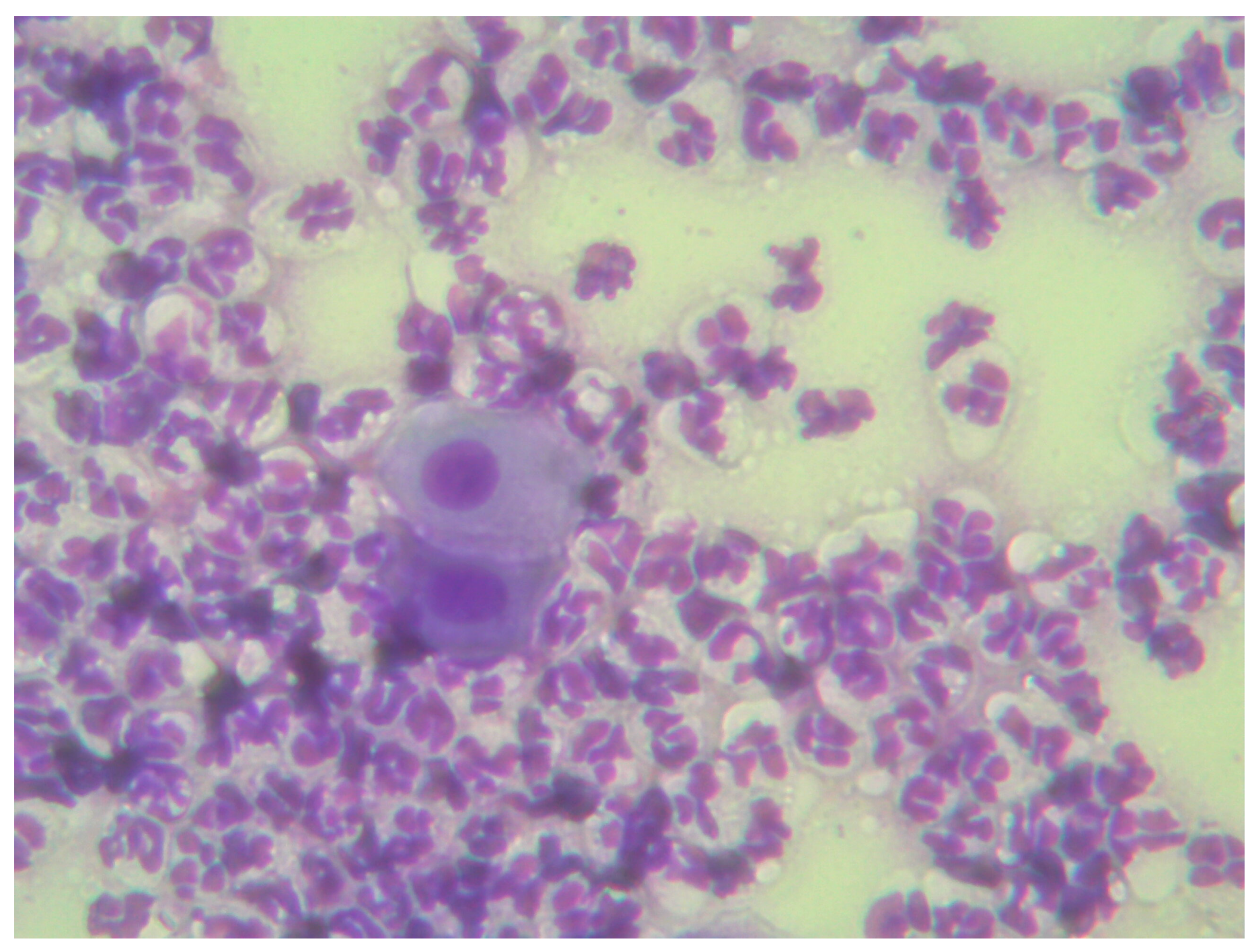 Vetsci 12 00127 g005 Vetsci 12 00127 g005