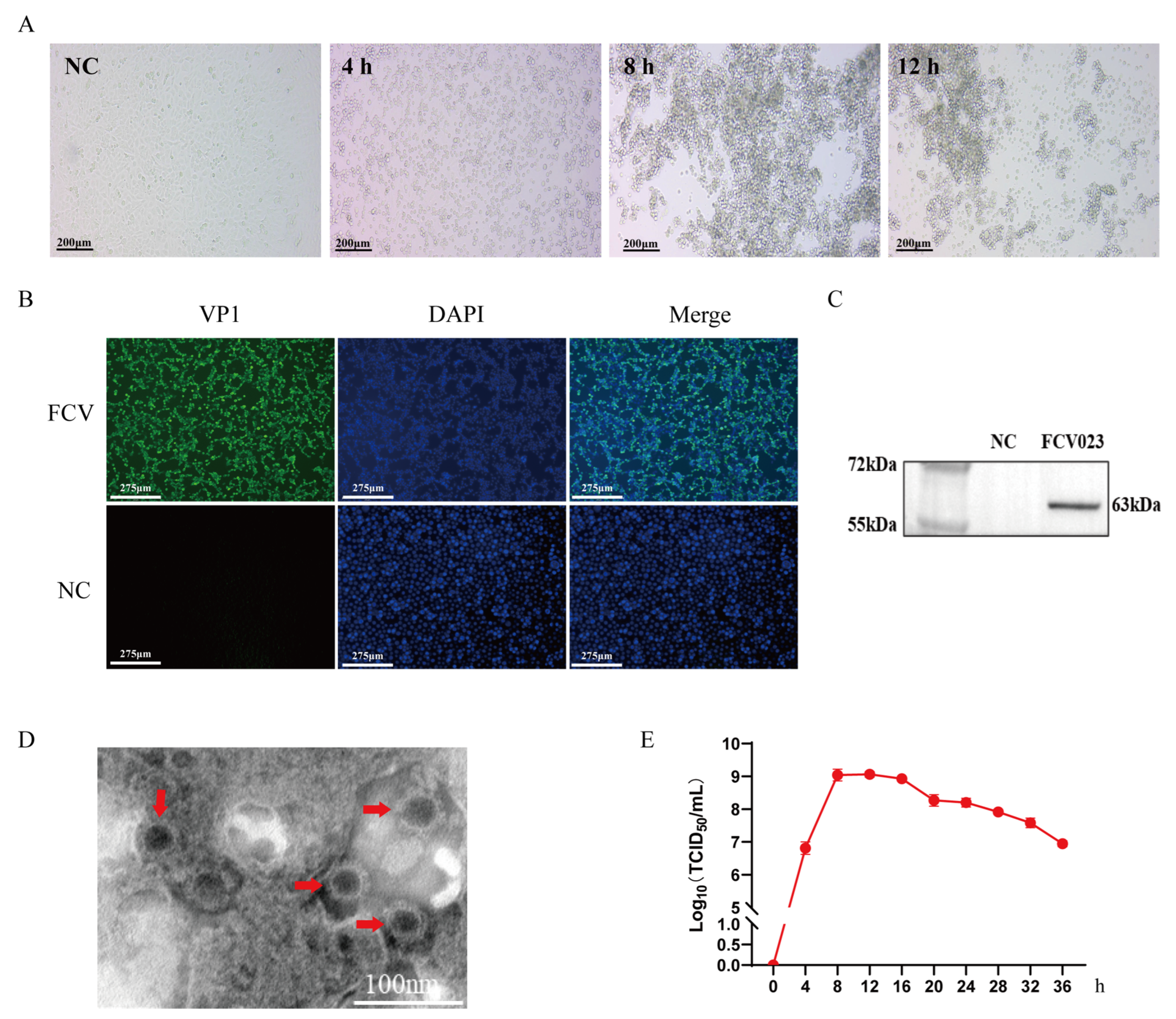 Feline Calicivirus Infection Manipulates Central Carbon Feline Calicivirus Infection Manipulates Central Carbon
