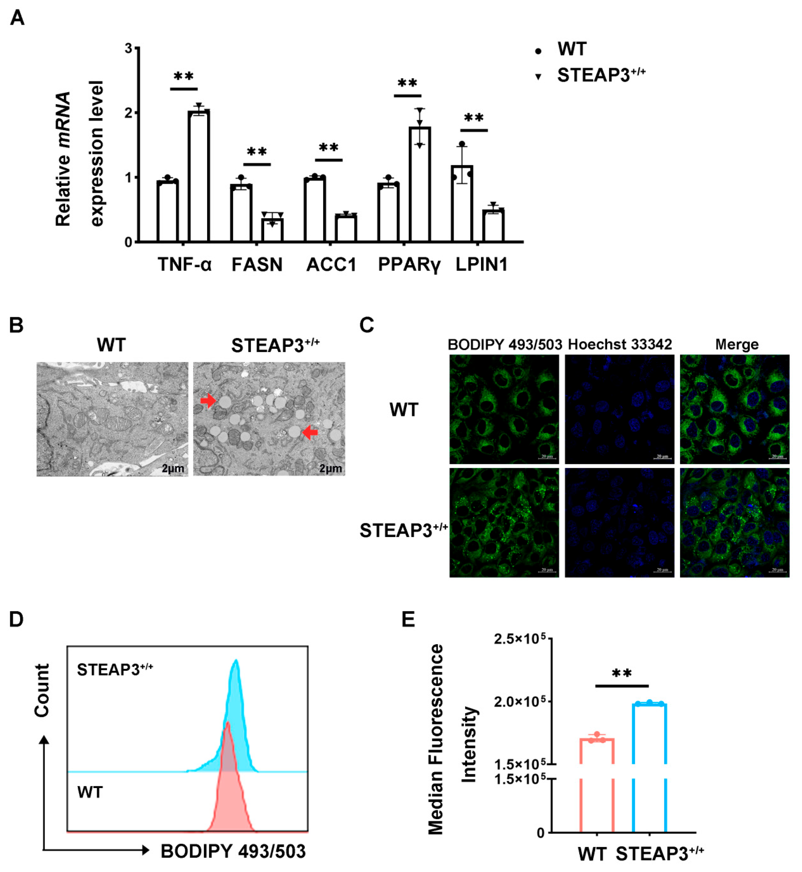 Vetsci 12 00147 g005