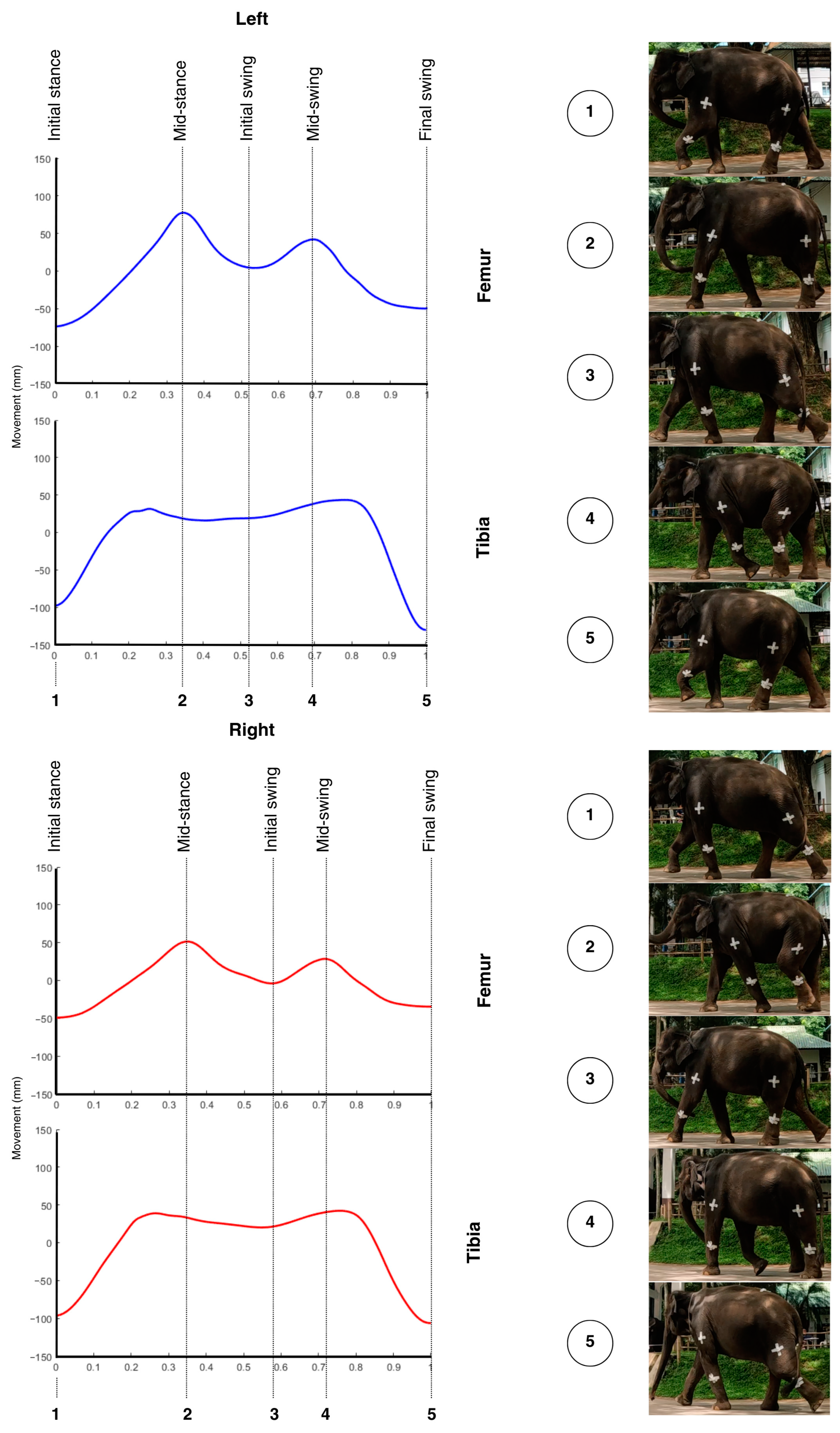 Vetsci 12 00154 g004