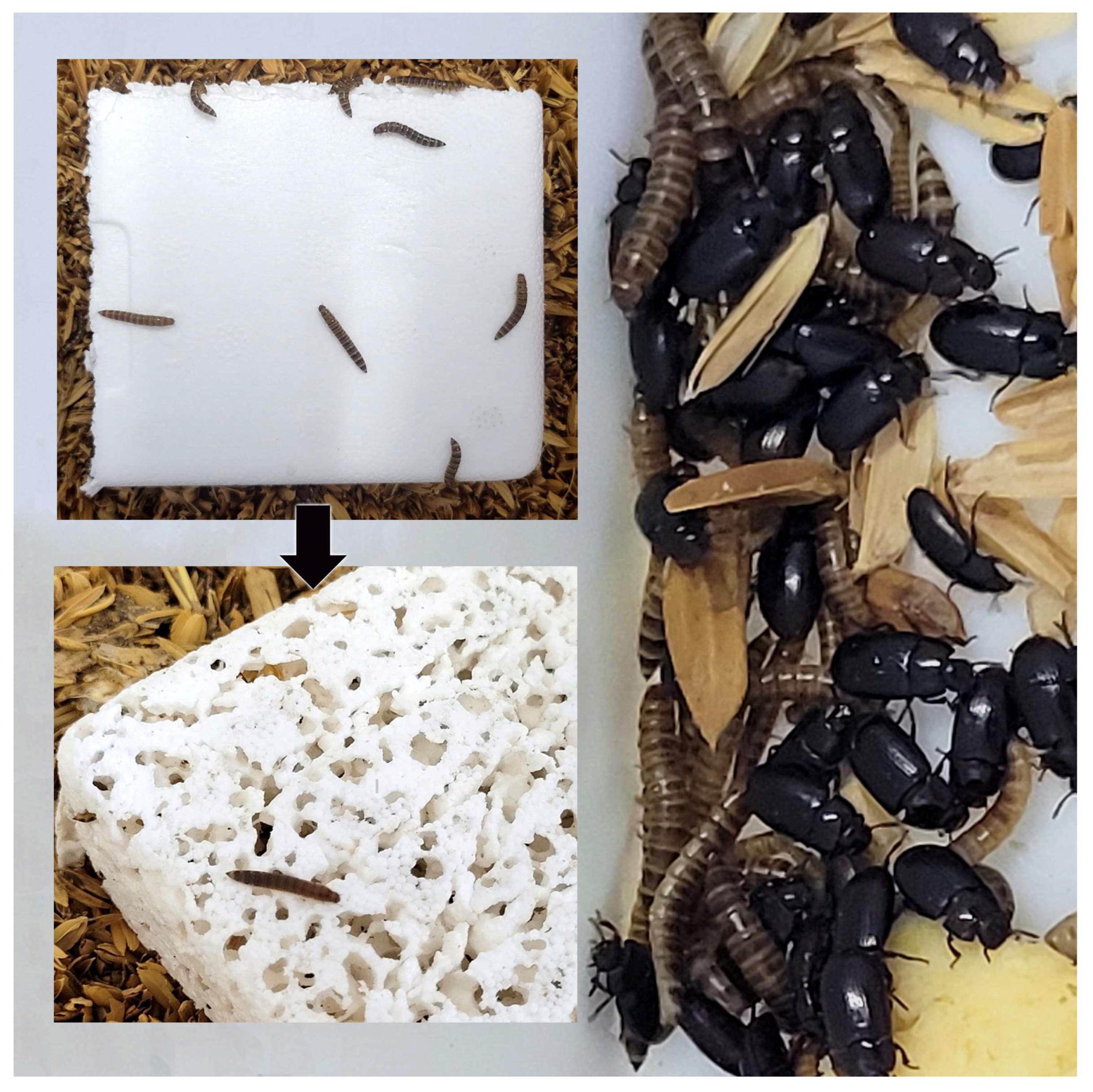 Vetsci 12 00158 g001 Vetsci 12 00158 g001