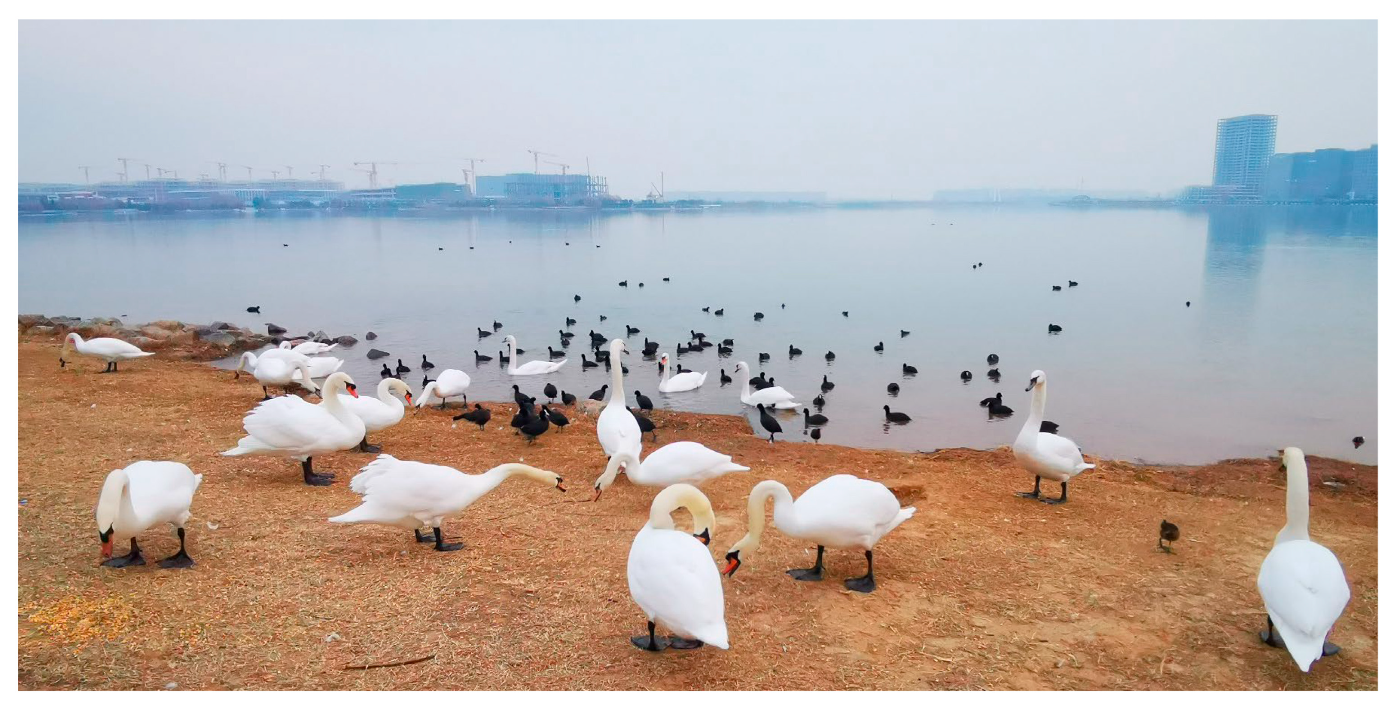 Vetsci 12 00164 g001