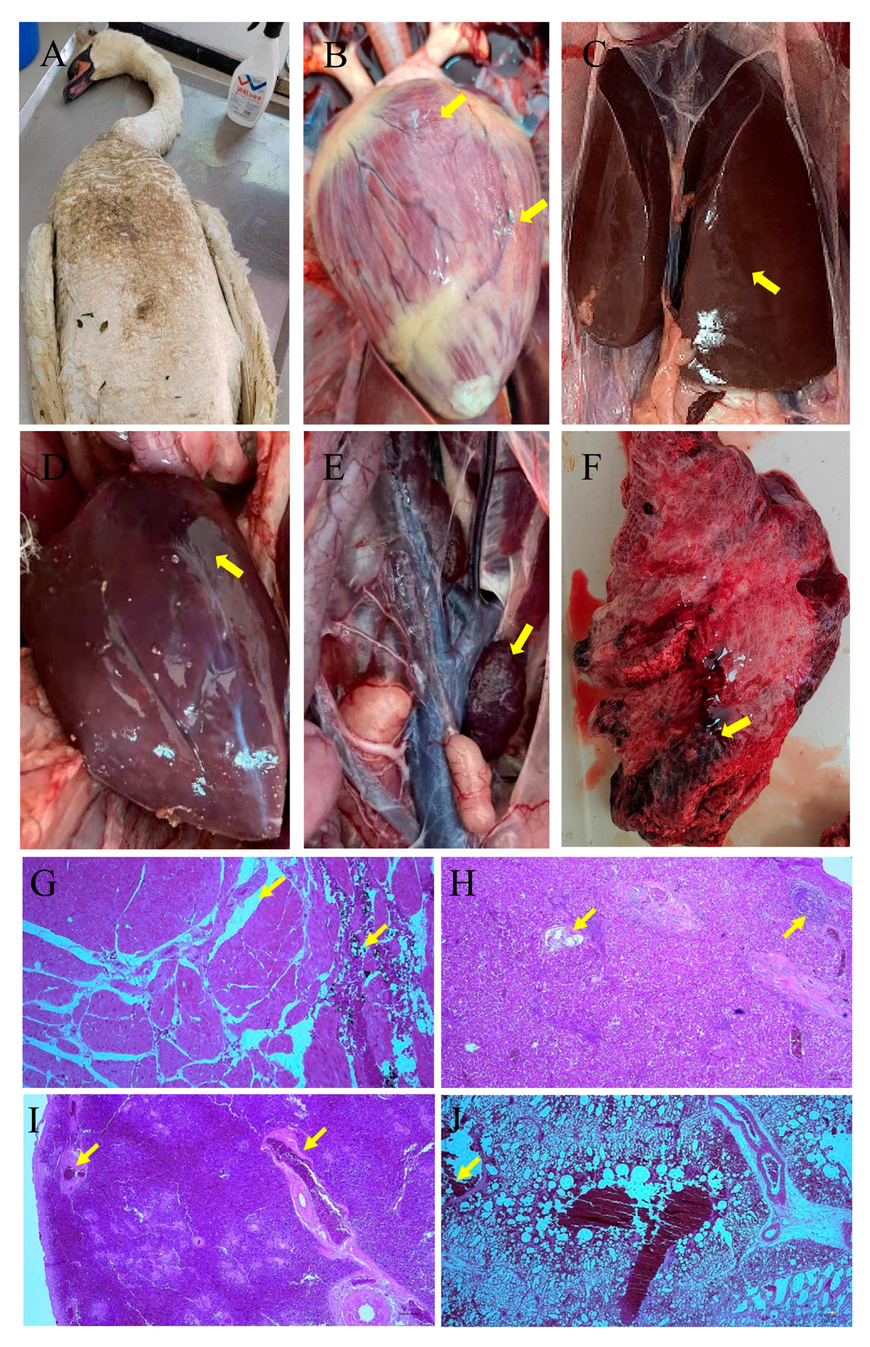 Vetsci 12 00164 g002