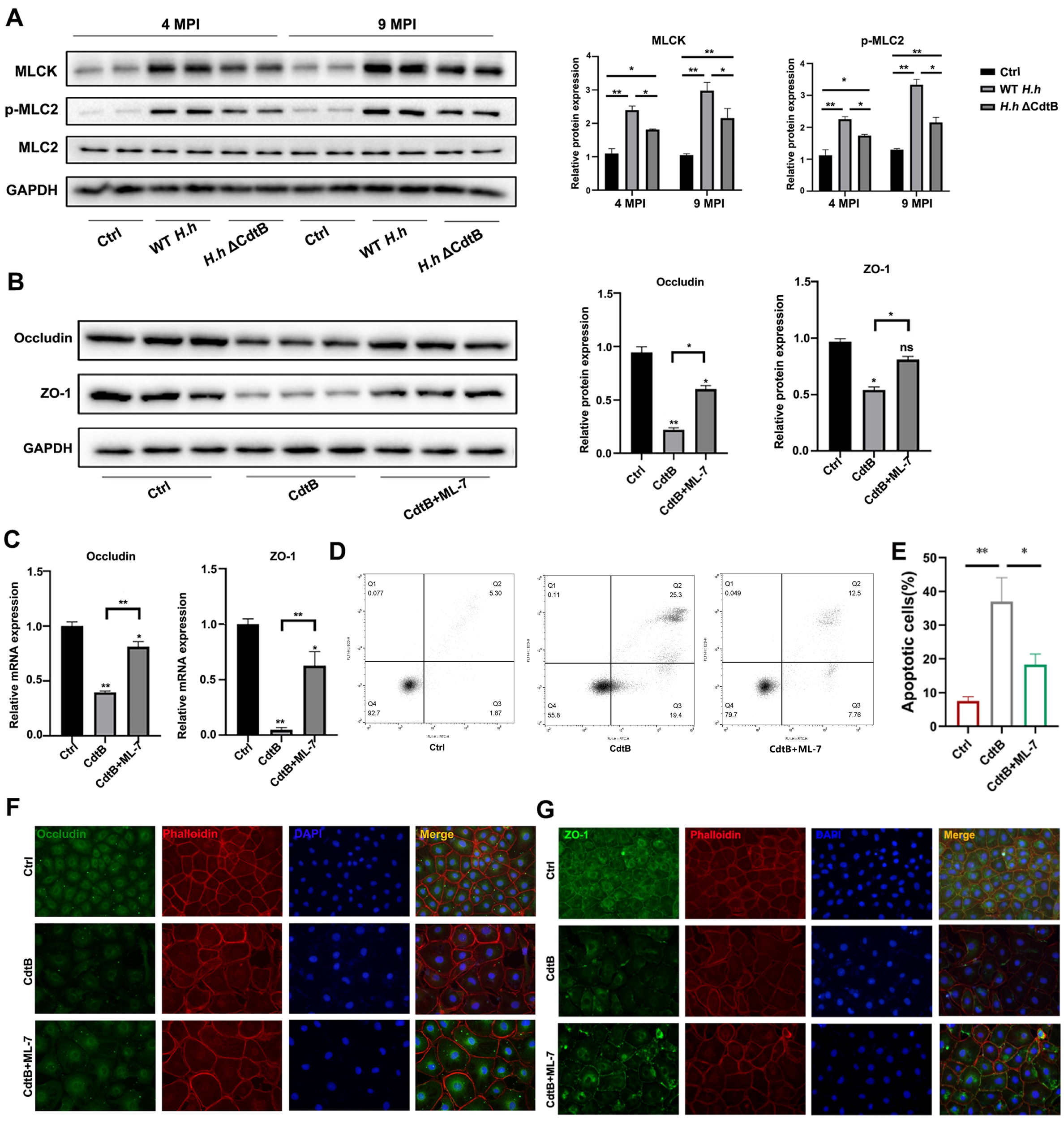 Vetsci 12 00174 g005