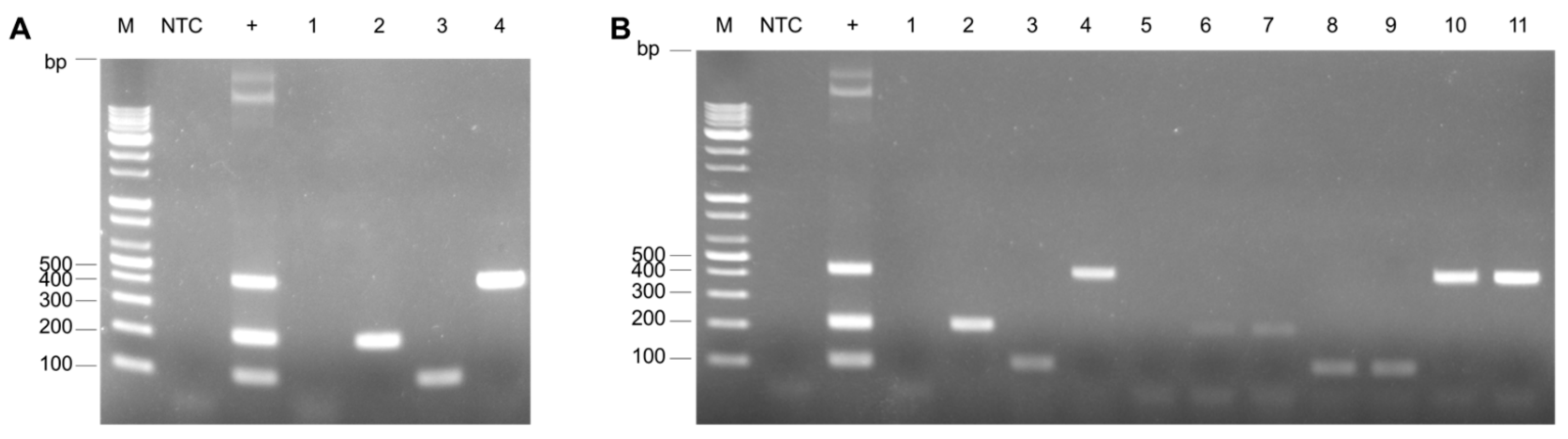 Vetsci 12 00177 g005